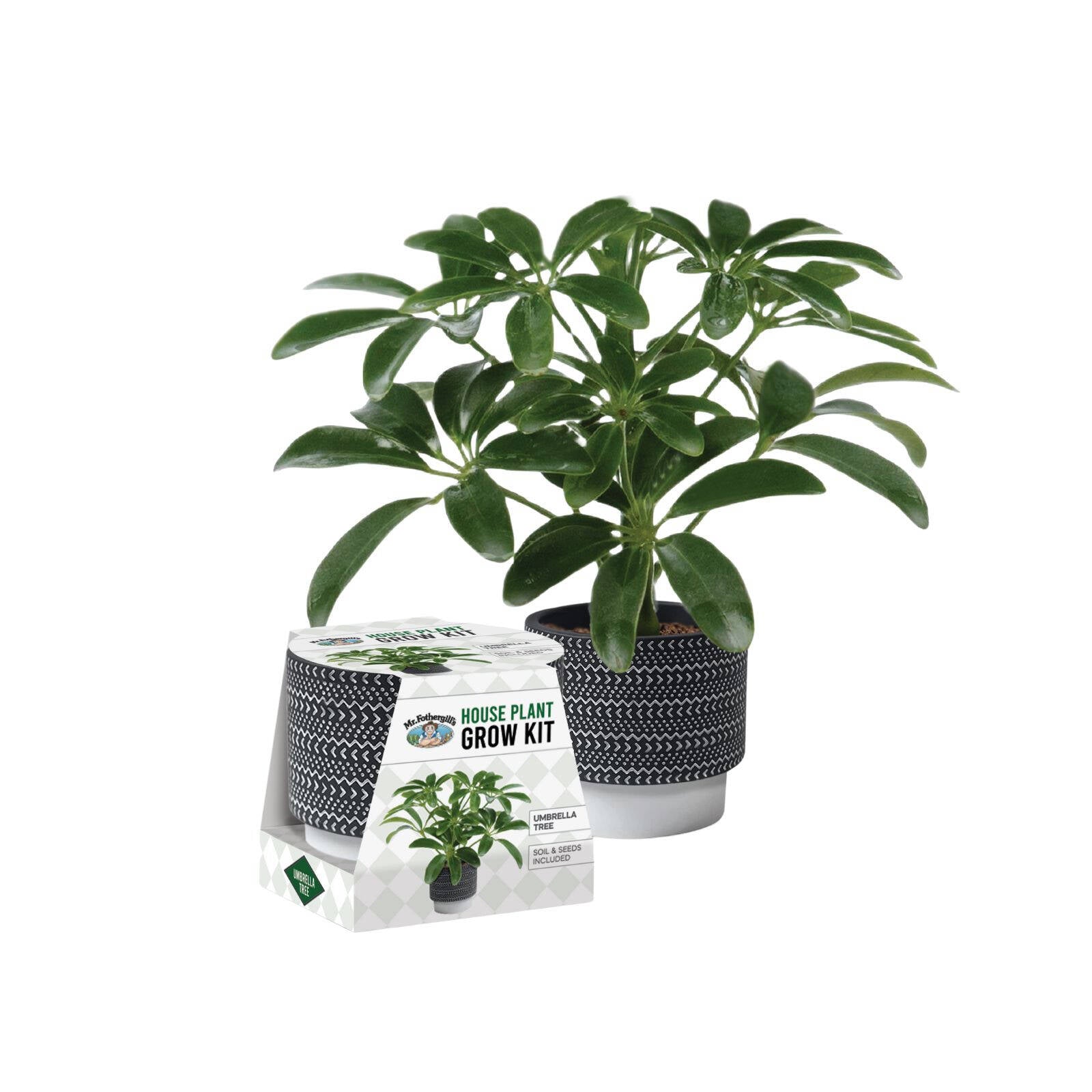 Mr Fothergill's Umbrella Tree House Plant Grow Kit with Terracotta Pot