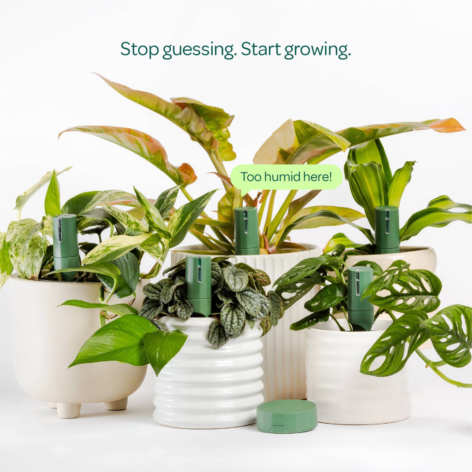 Plant with Willow Smart Indoor Plant Sensor Urban Jungle Pack Moss, 5 Sensors
