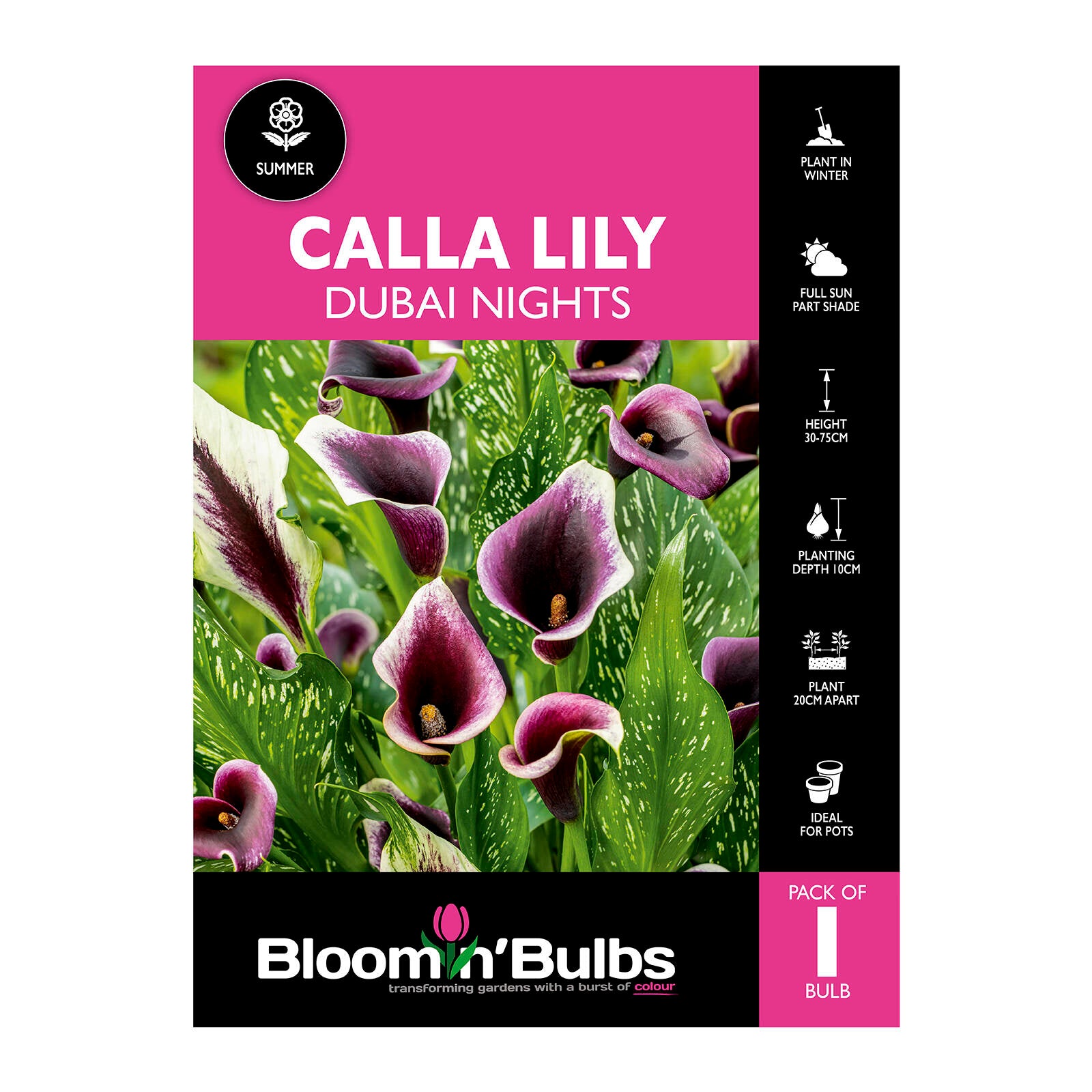 Bloomin' Bulbs Summer Pink Calla Lily Dubai Nights - 1 Pack (Zantedeschia)