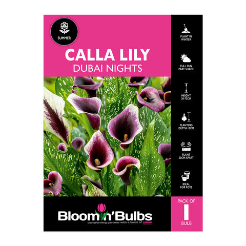 Bloomin' Bulbs Summer Pink Calla Lily Dubai Nights - 1 Pack (Zantedeschia)