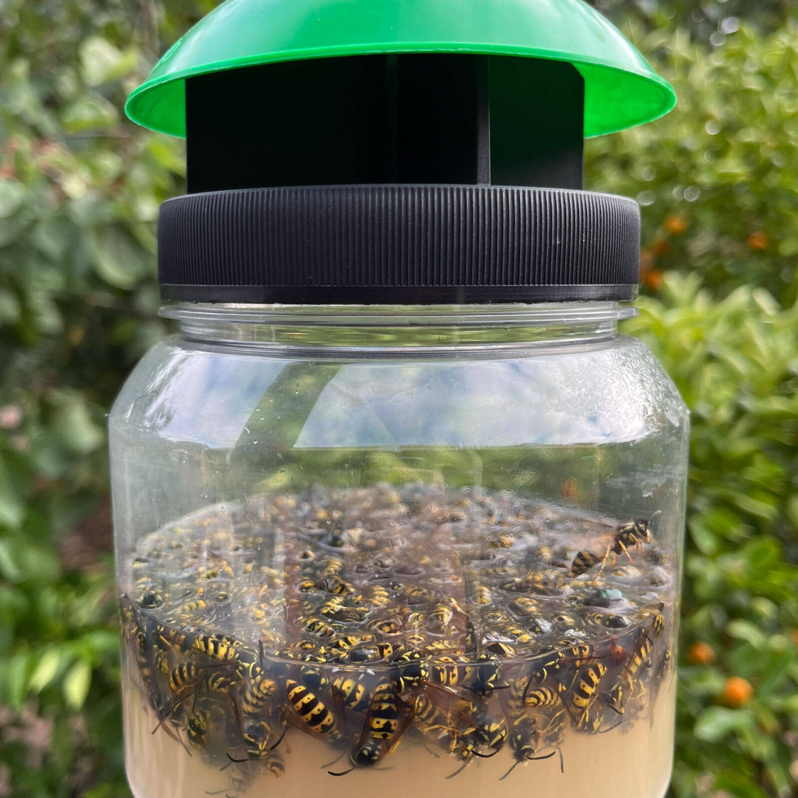Envirosafe European Wasp Trap with Powder Bait