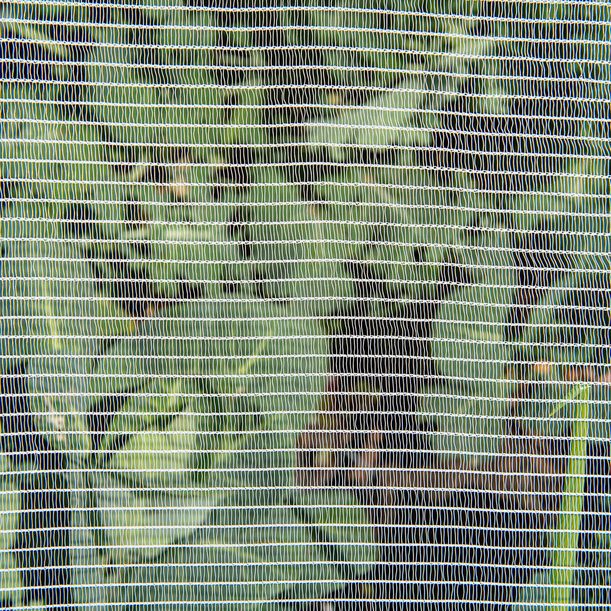 Backyard Farmer 4 x 10m x 5mm White Anti Bird Net