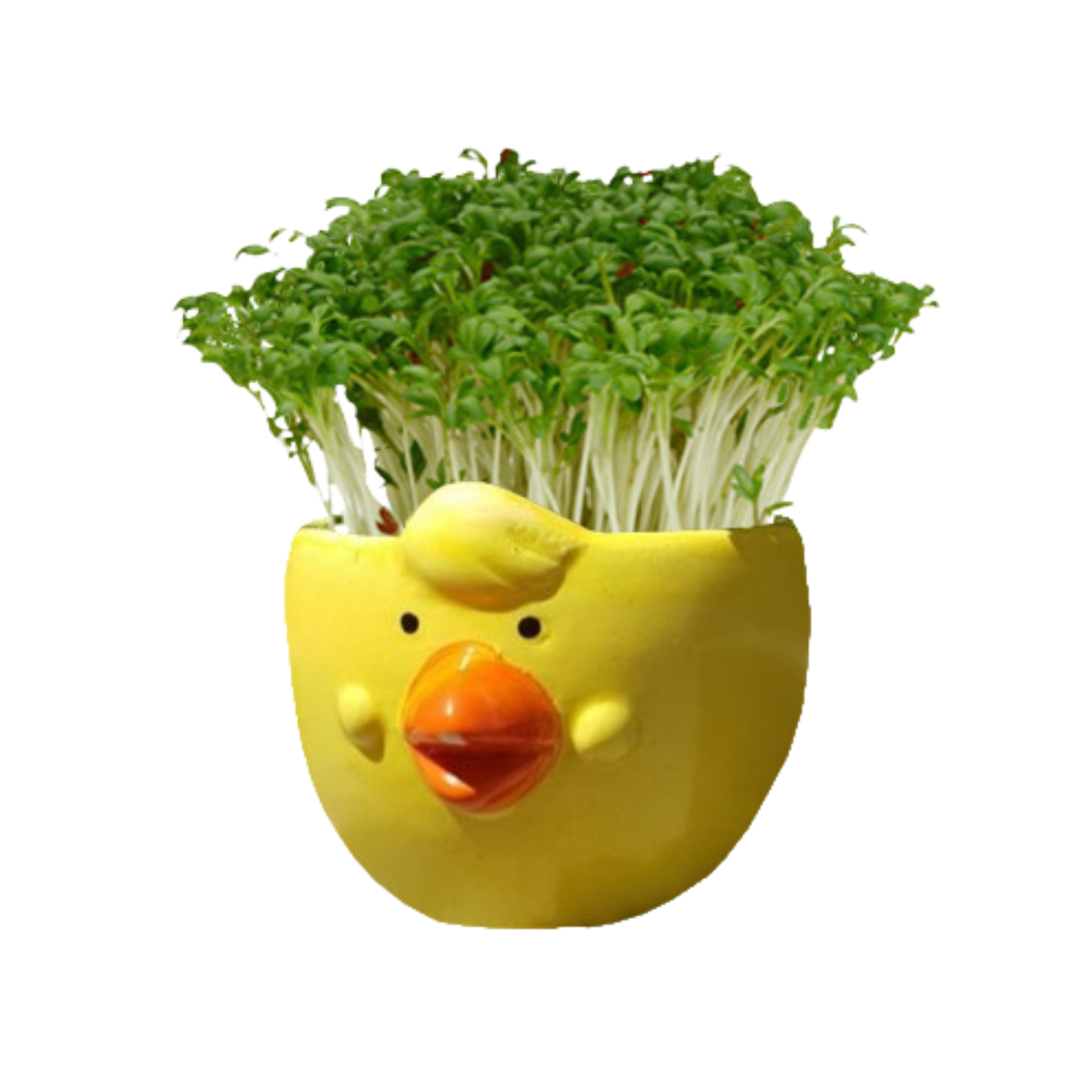 Mr Fothergill's Cress Chick Grow Kit Ceramic Pot Assorted Colours