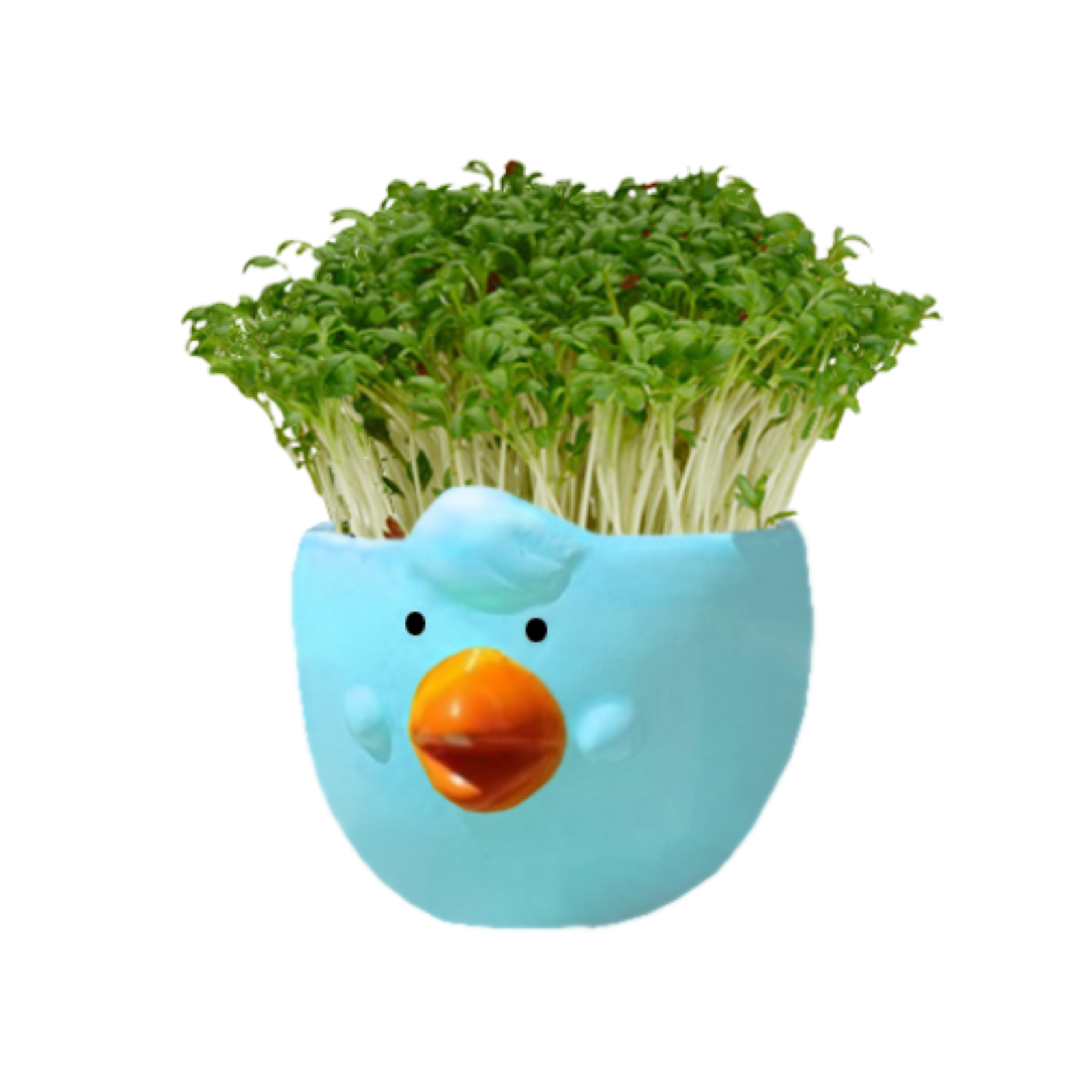 Mr Fothergill's Cress Chick Grow Kit Ceramic Pot Assorted Colours