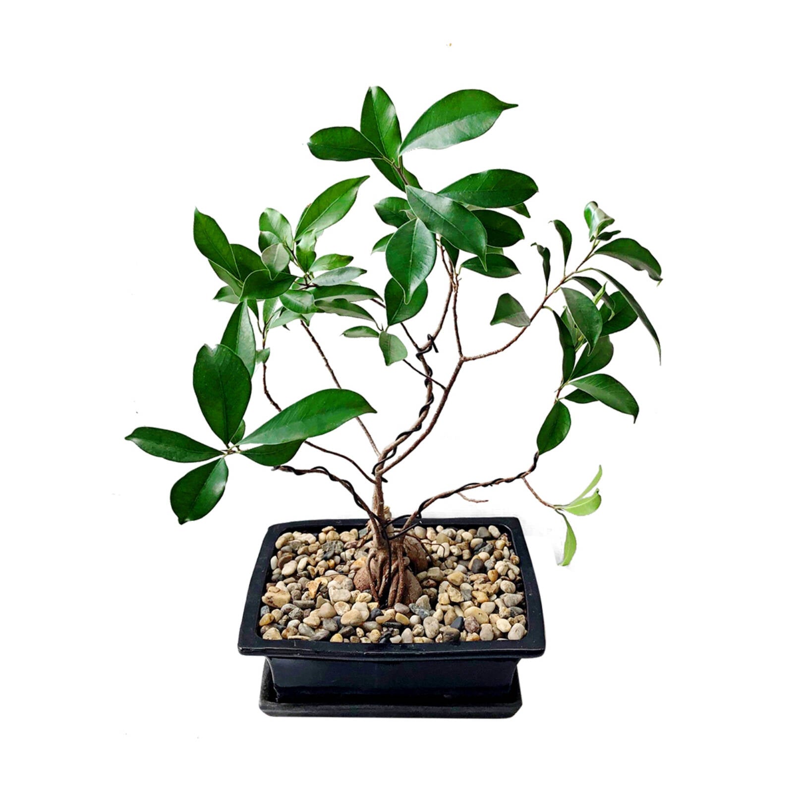 Jack Bonsai Branch Training Wire, 3 Pack (1.5mm, 2mm, 4mm)