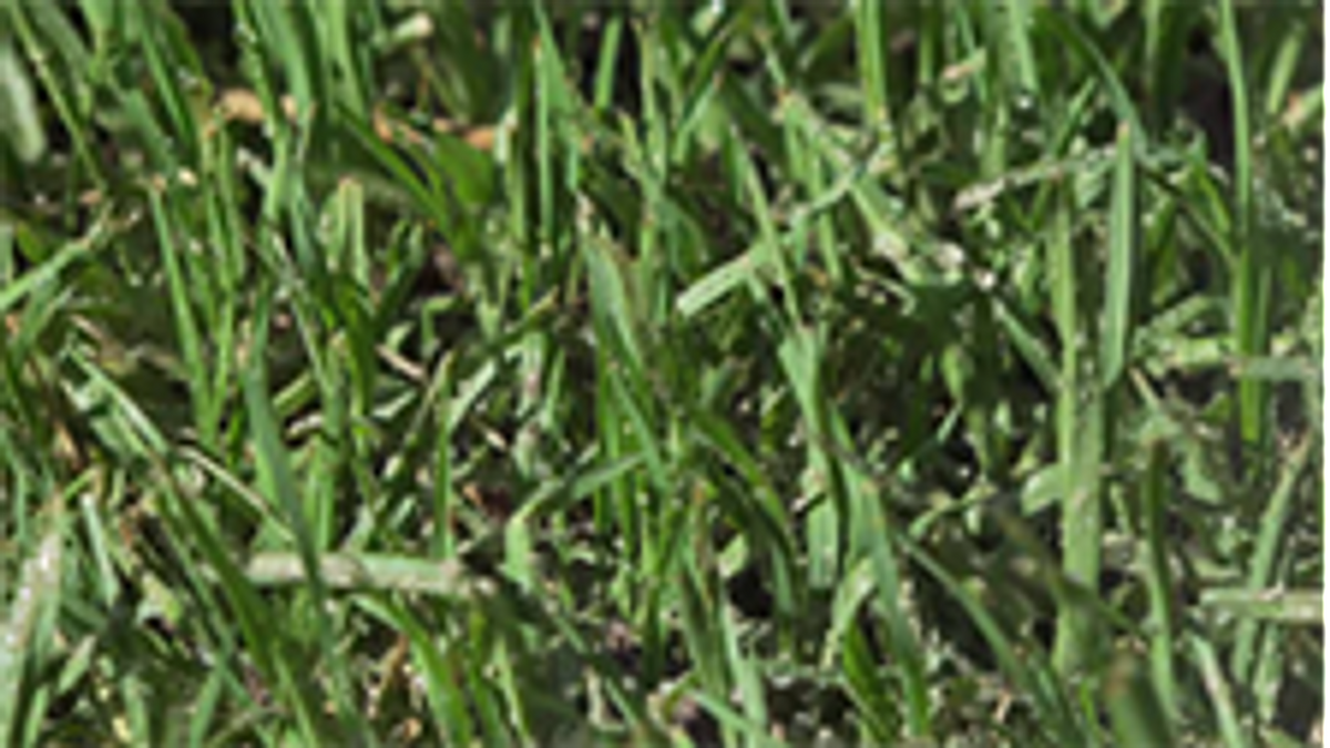 Yates 4L BuffaloPro Hose On Lawn Weed Killer - Ready to Use, 200m2
