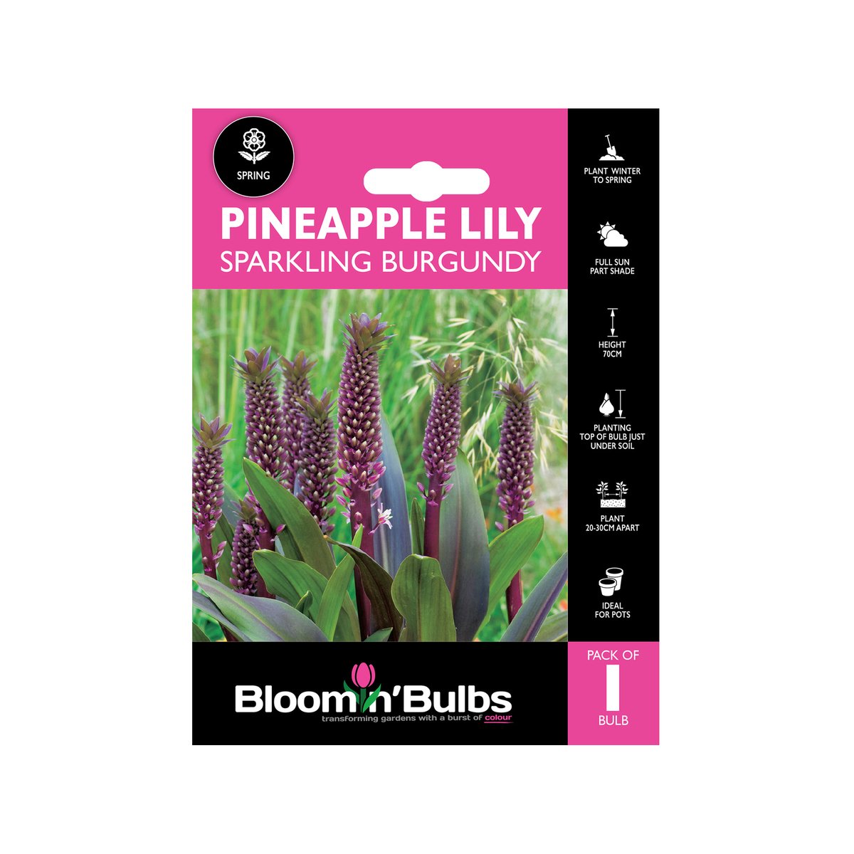 Bloomin Bulbs Pineapple Lily Sparkling Burgundy 1 Pack - 193mm x 130mm - Easy to Grow - SuperSaverAU - view 1