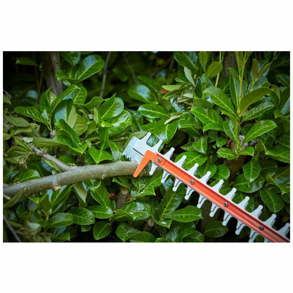 Black & Decker 36V 55cm Cordless Hedge Trimmer - 22mm Blade Gap, 2.5Ah Battery - BCHTS3625L1-XE