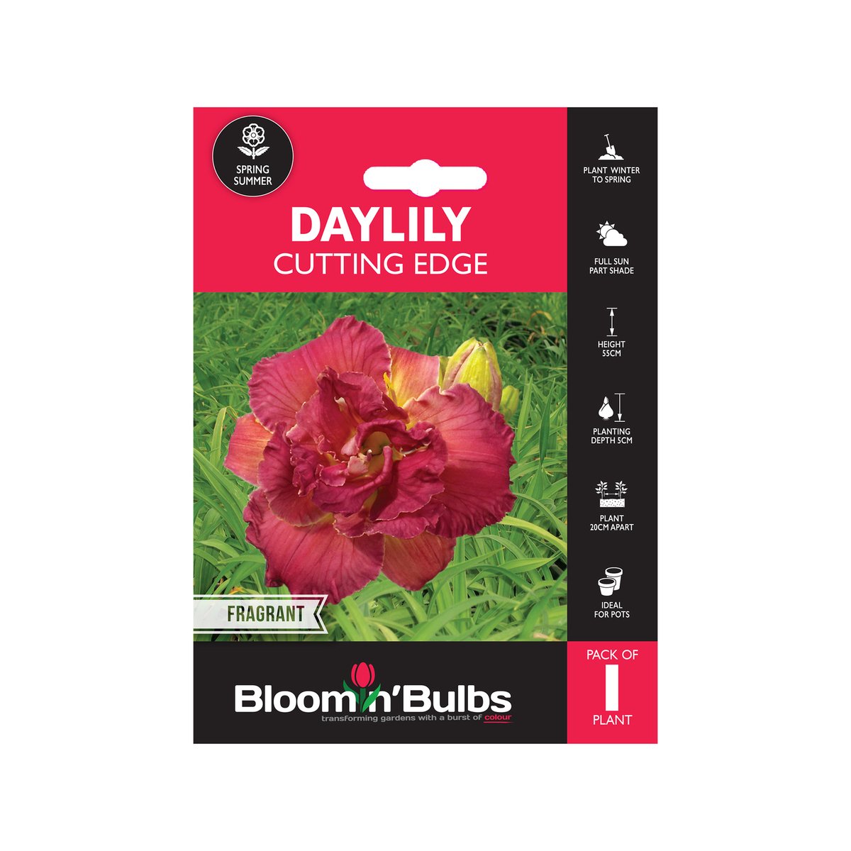 Bloomin Bulbs Summer Red Daylily - 1 Pack - 193mm x 130mm x 60mm - Dark Pink Double Flowers - Easy to Grow - SuperSaverAU - view 1