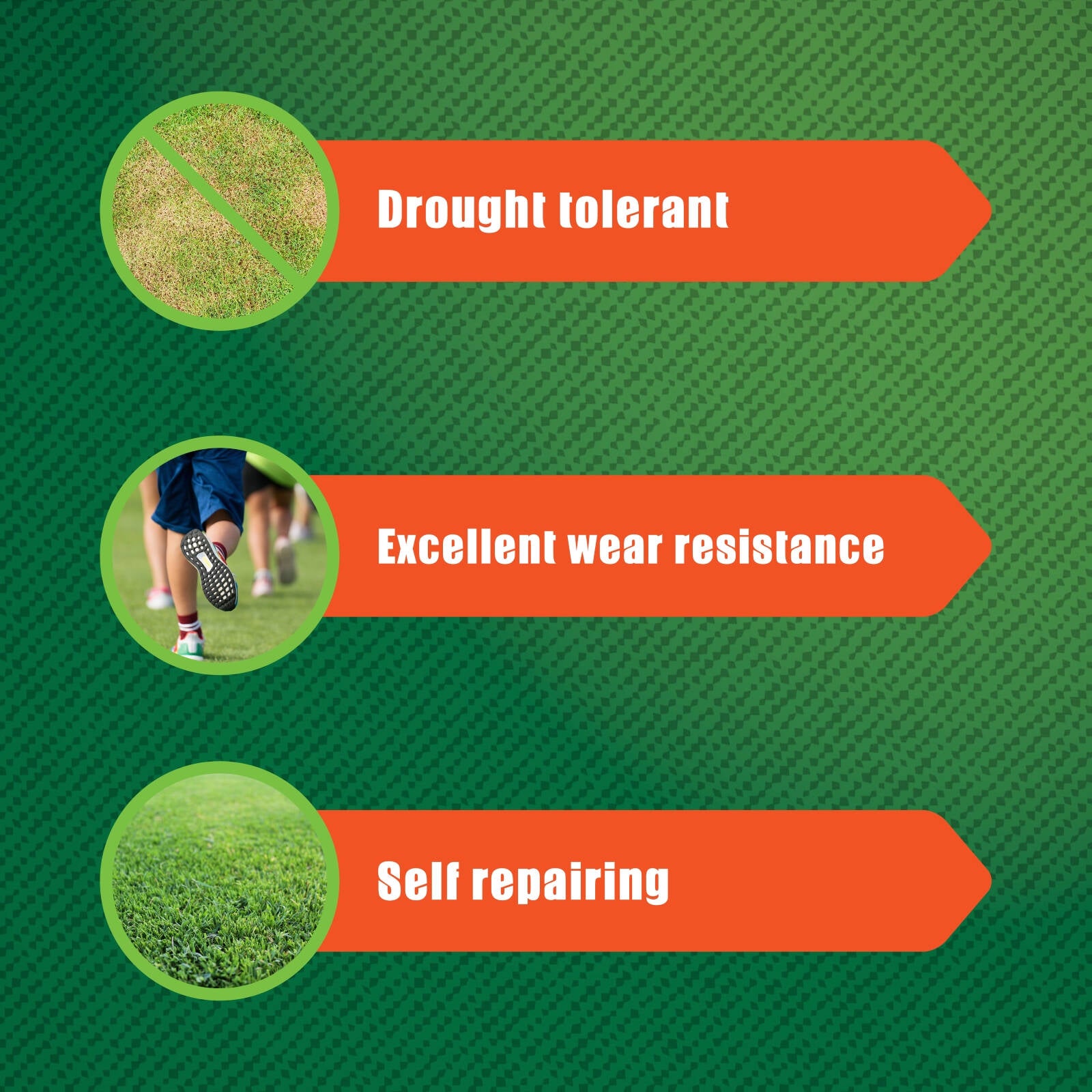 Hortico 500g Couch Lawn Seed, Drought Tolerant Warm Season Grass, Covers 50sqm