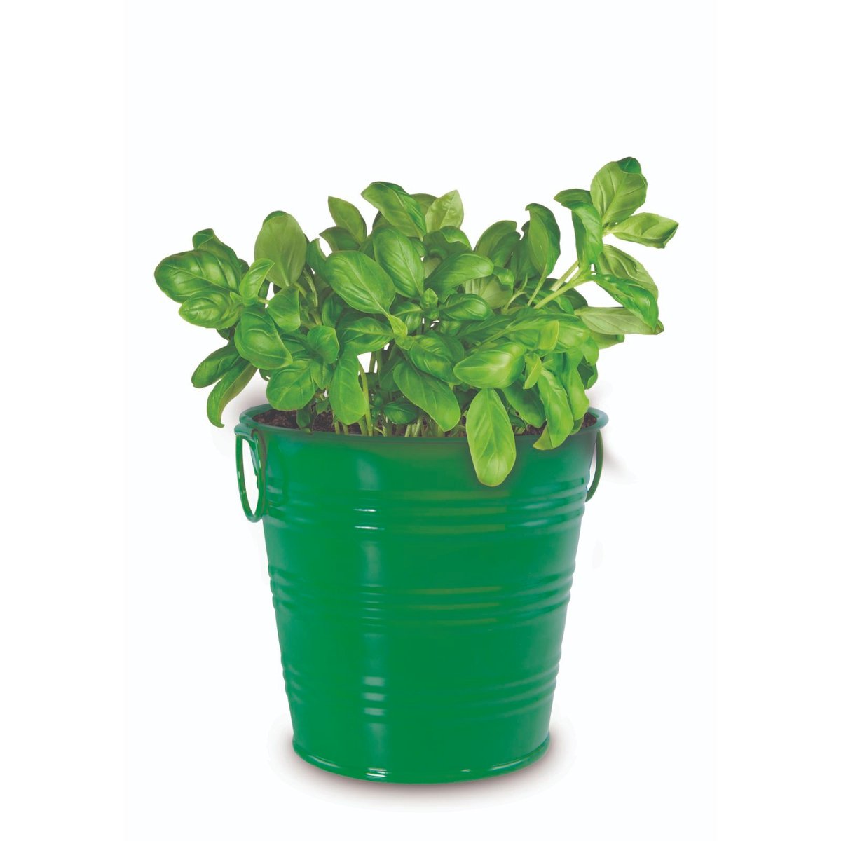 Mr Fothergill Basil Grow Kit 111mm Metal Pot Seeds Soil Easy Grow - SuperSaverAU - view 2