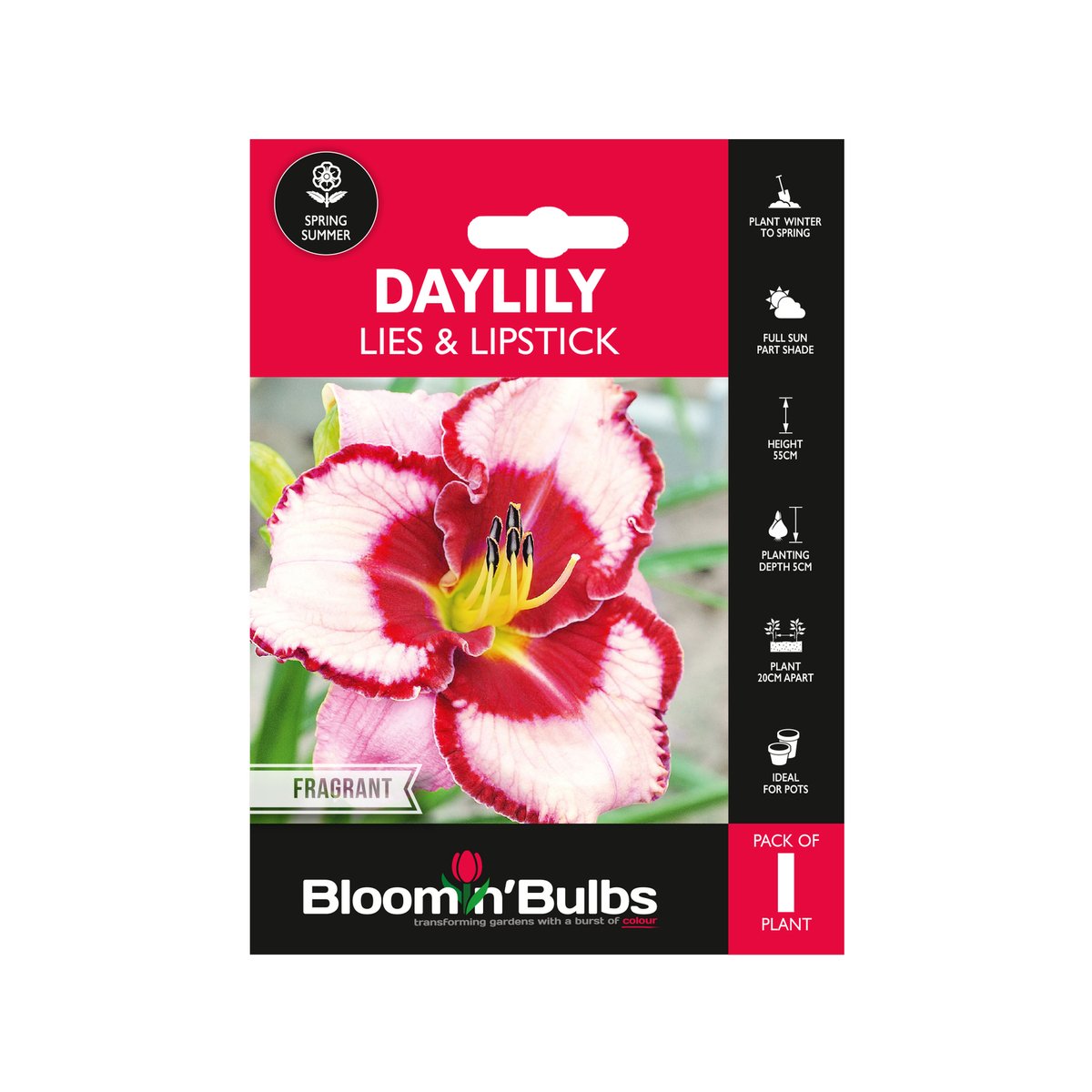 Bloomin Bulbs Daylily Lies N Lipstick 1 Pack - 193mm x 130mm - Pink Flowers - SuperSaverAU - view 1