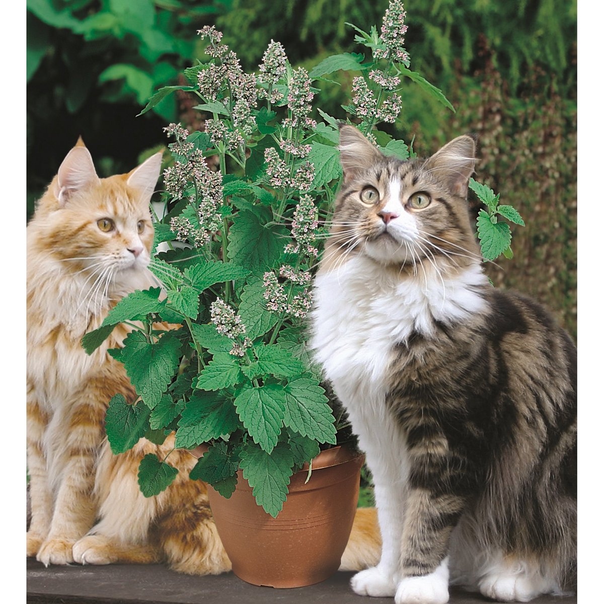 Mr Fothergill's Cat Nip Seed Raiser Kit - Mini Greenhouse with Soil Pellet & Seeds