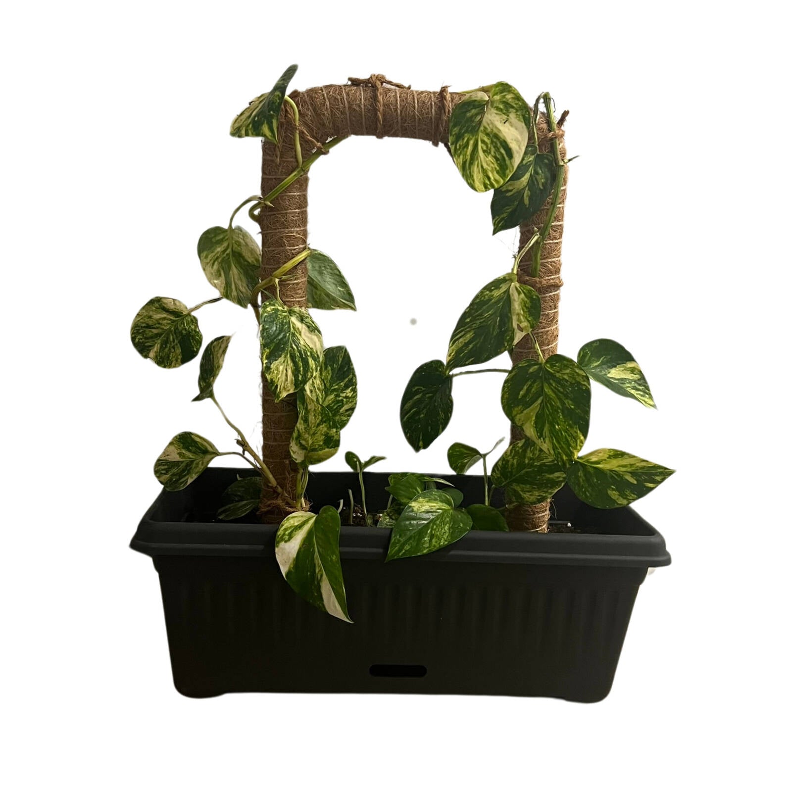 Pillar Products Natural U-Shape Coco Trellis Stake 25 x 50cm