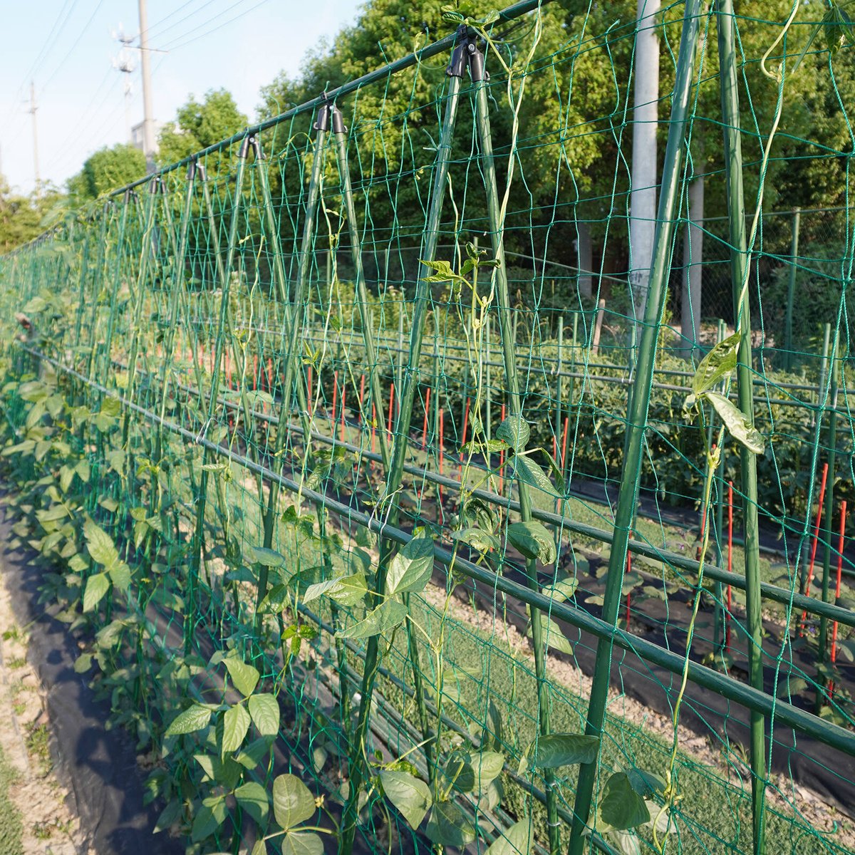 Jack 1.8 x 2.7m Green Climbing Plant Trellis Netting, 150mm Mesh