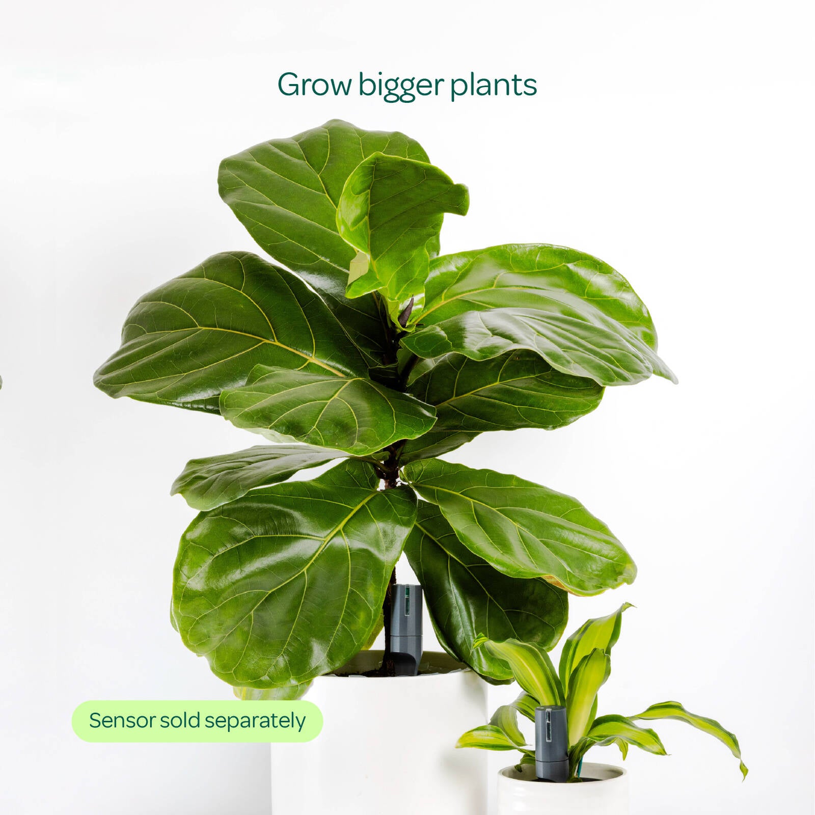 Plant with Willow Smart Indoor Large Pot Extension Charcoal