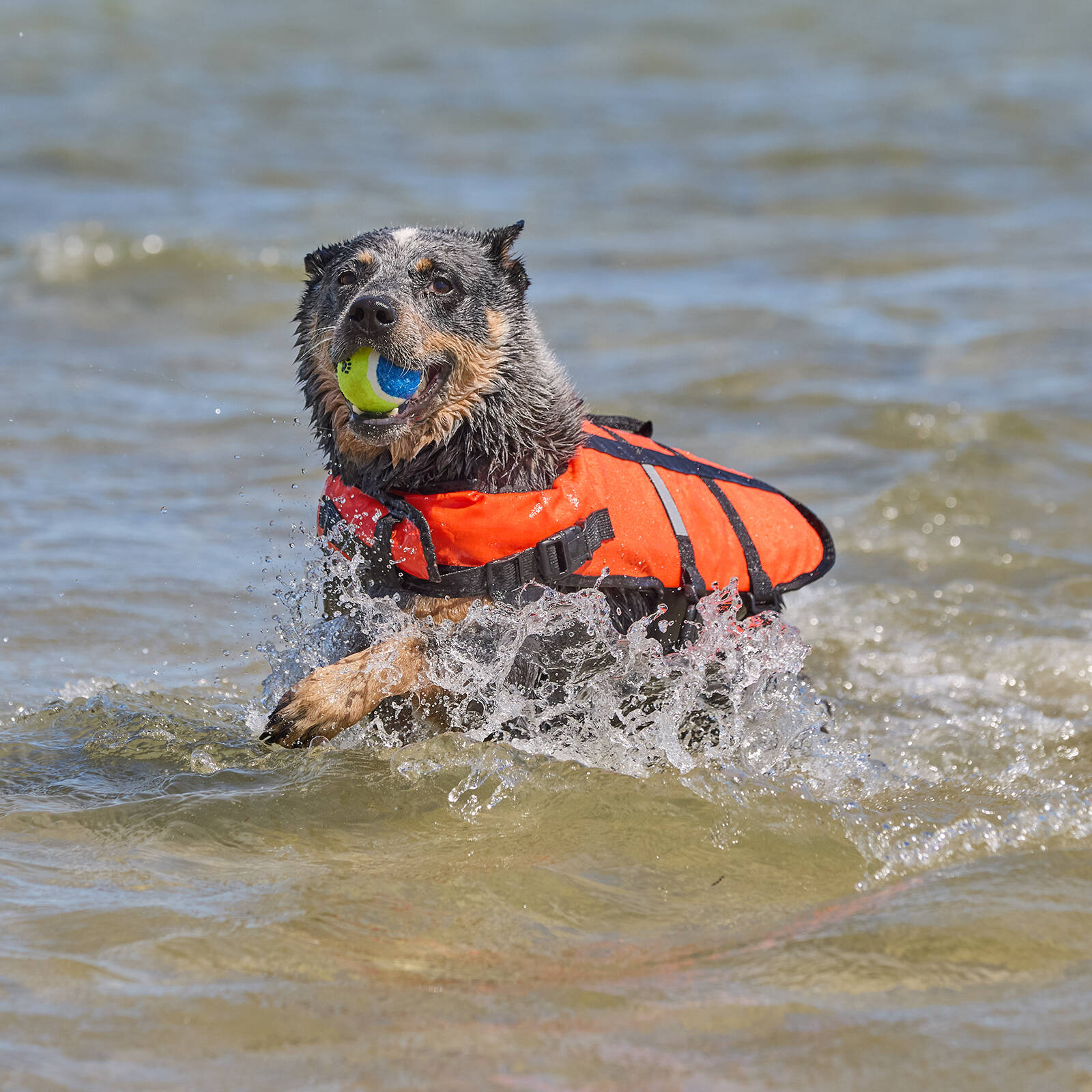 Happy Tails Small Floating Pet Vest for Dogs - Polyester/Foam
