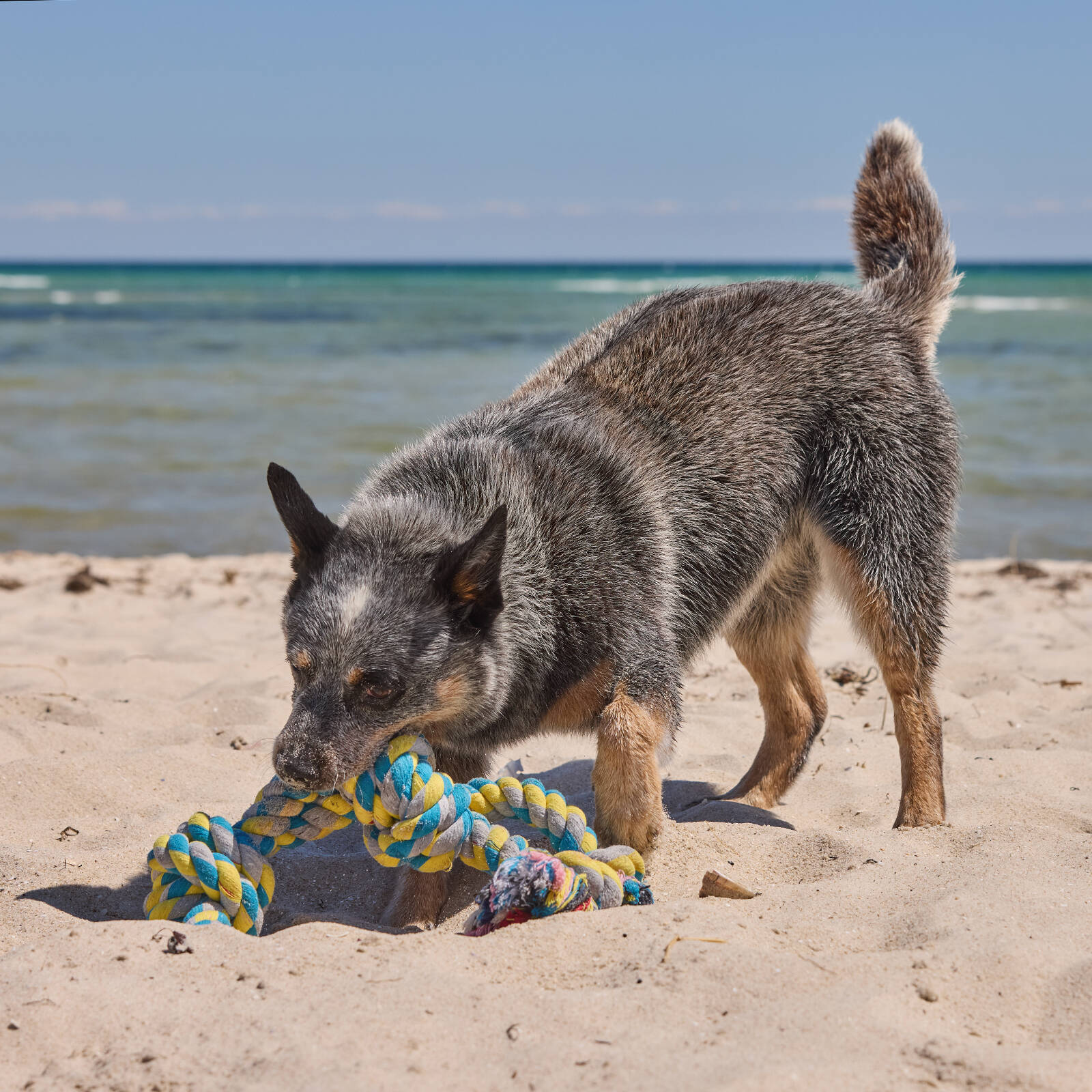 Happy Tails XL Rope Tug Dog Toy 56cm - Thick Tough Rope for Larger Dogs
