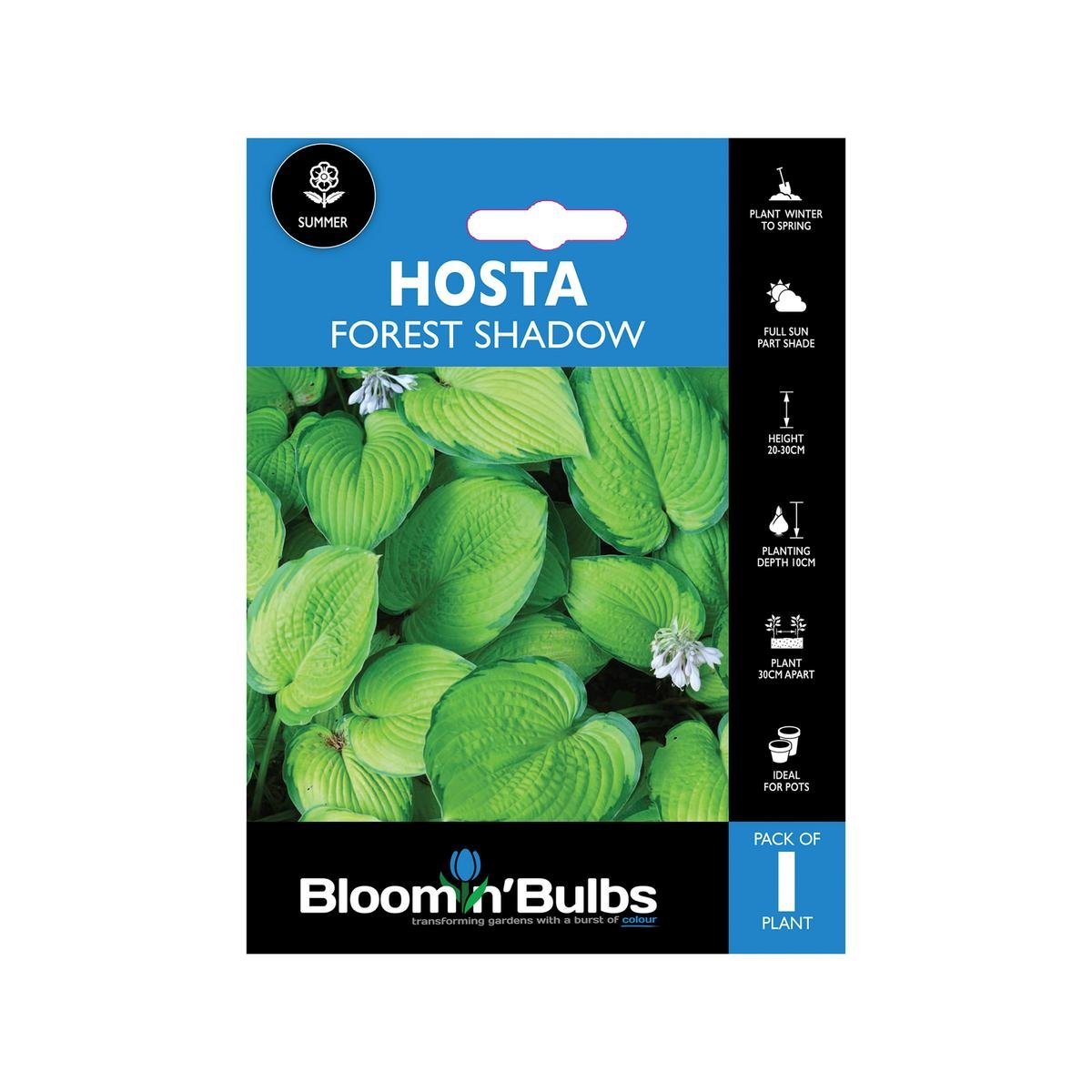 Bloomin Bulbs Hosta Forest Shadows - 1 Pack - 193mm x 130mm x 60mm - Yellow-Green Leaves - Ideal for Shaded Areas - SuperSaverAU - view 1