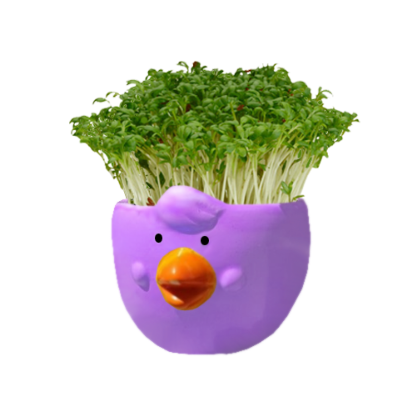 Mr Fothergill's Cress Chick Grow Kit Ceramic Pot Assorted Colours