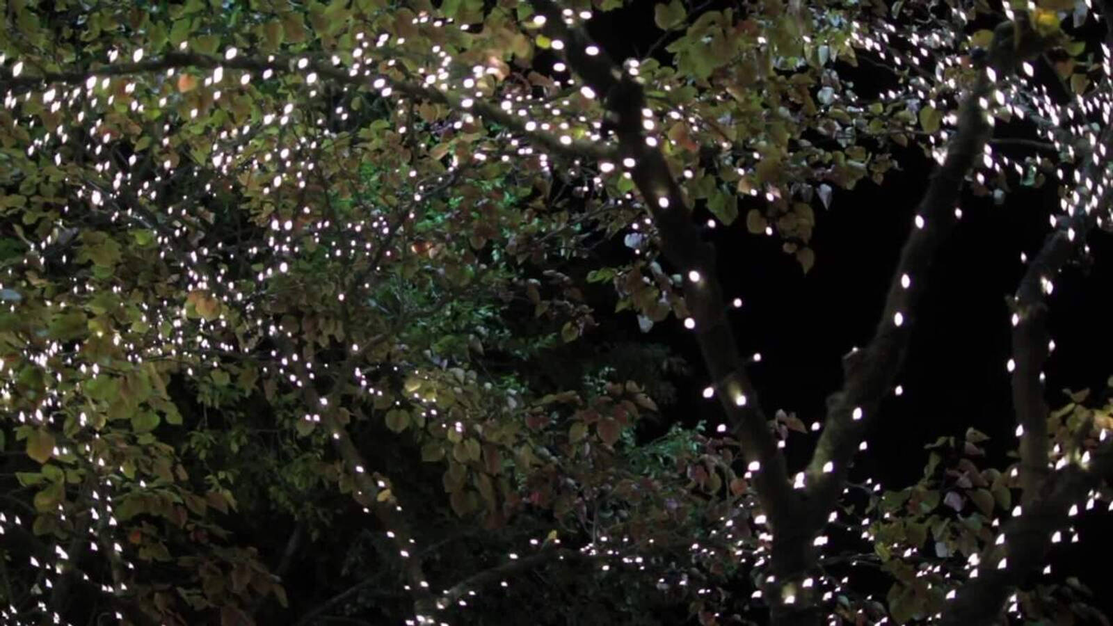Lytworx 59.9m White Low Voltage Fairy Lights - 1200 Pack 60608