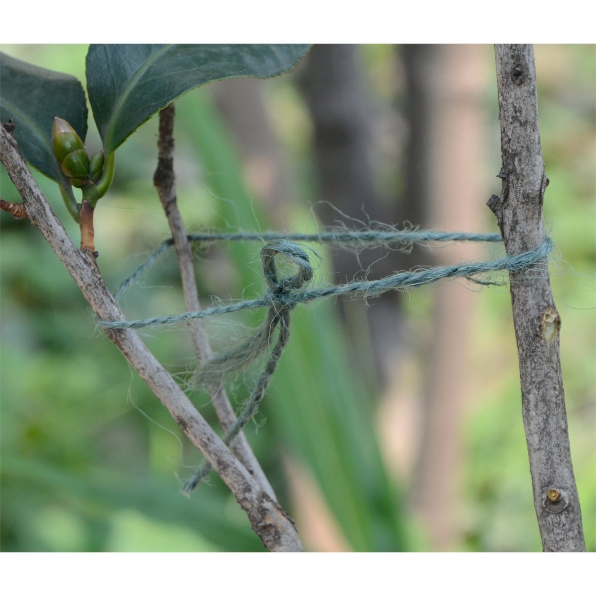Saxon 50m Green Jute Plant Tie