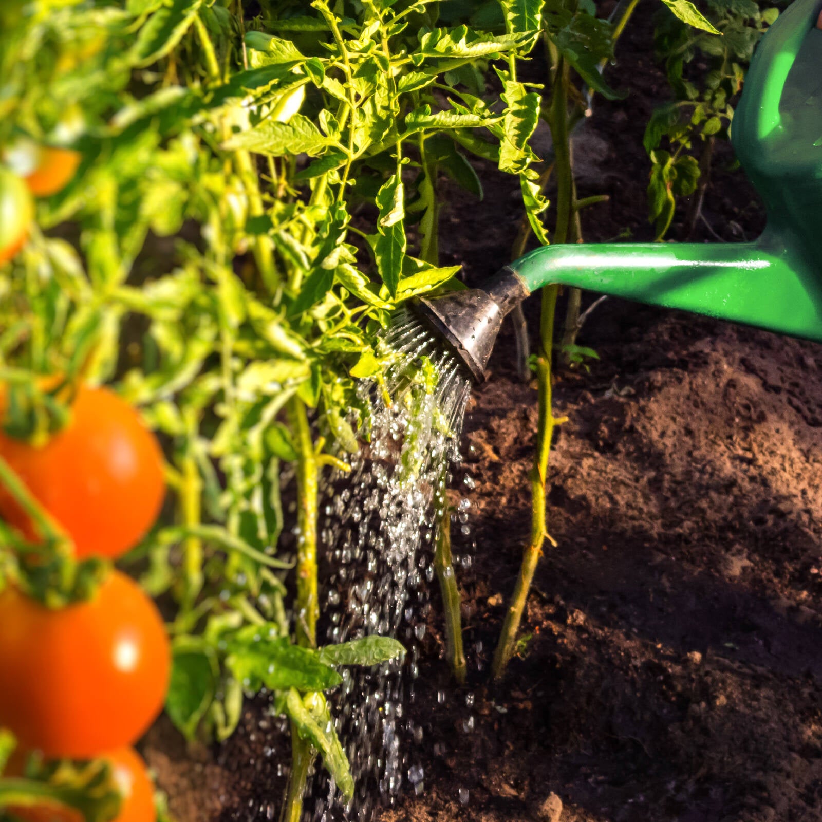 Searles 1L Seamax Liquid Organic Fertiliser, Water Soluble for Vegetables