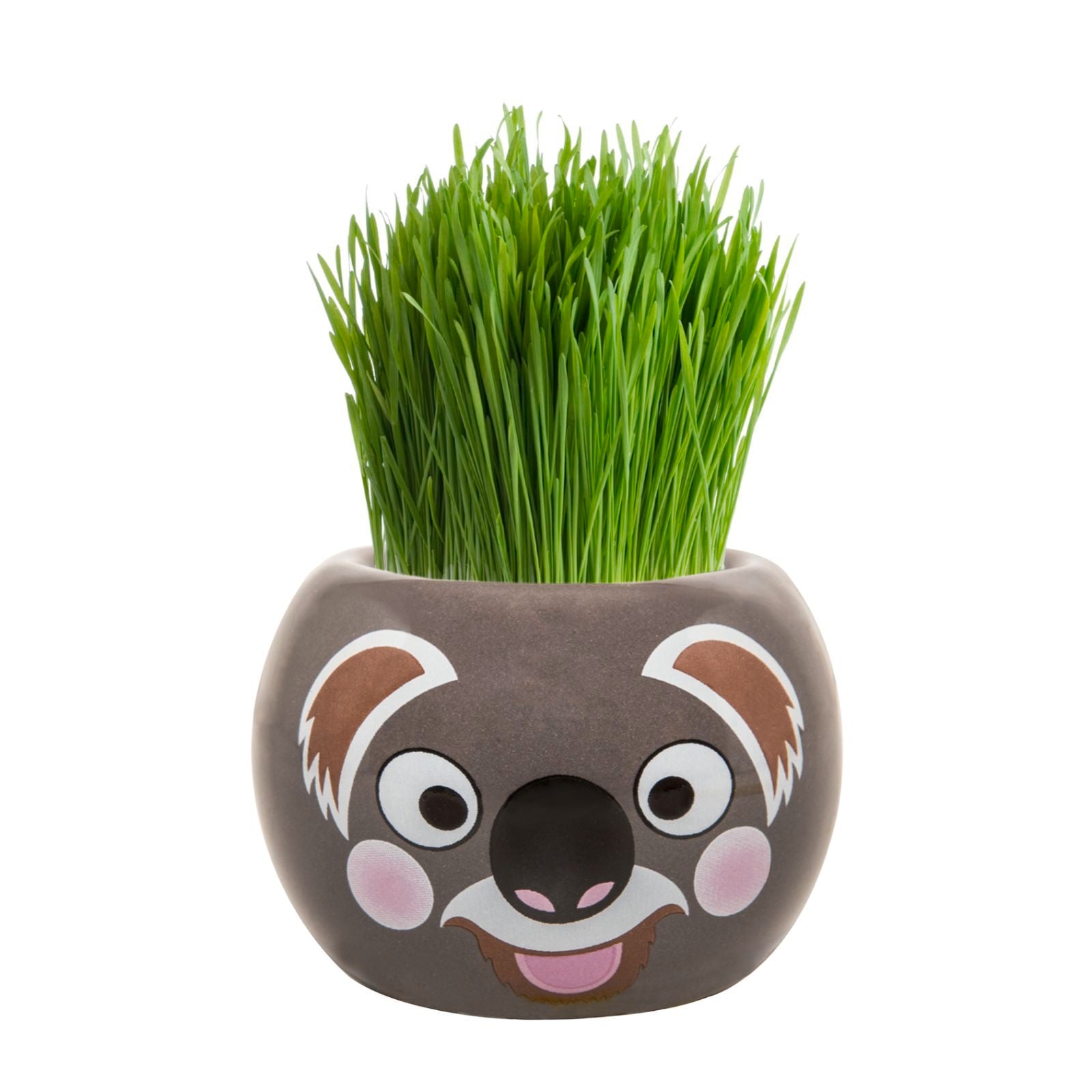 Mr Fothergill's Grass Hair Koala Novelty Grow Kit 60mm