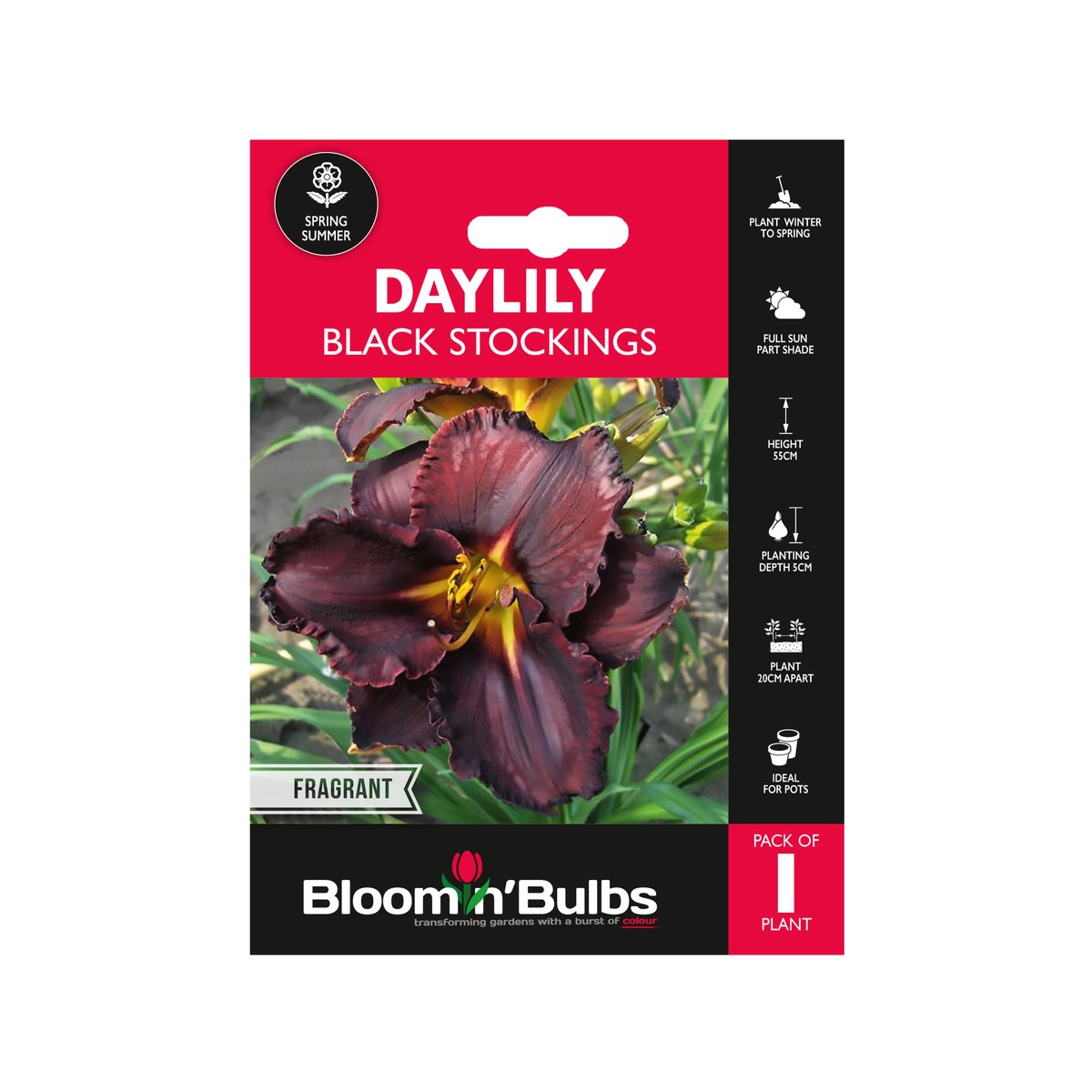 Bloomin Bulbs Summer Daylily 1 Pack - 193mm x 130mm x 60mm - Dark Maroon - SuperSaverAU - view 1