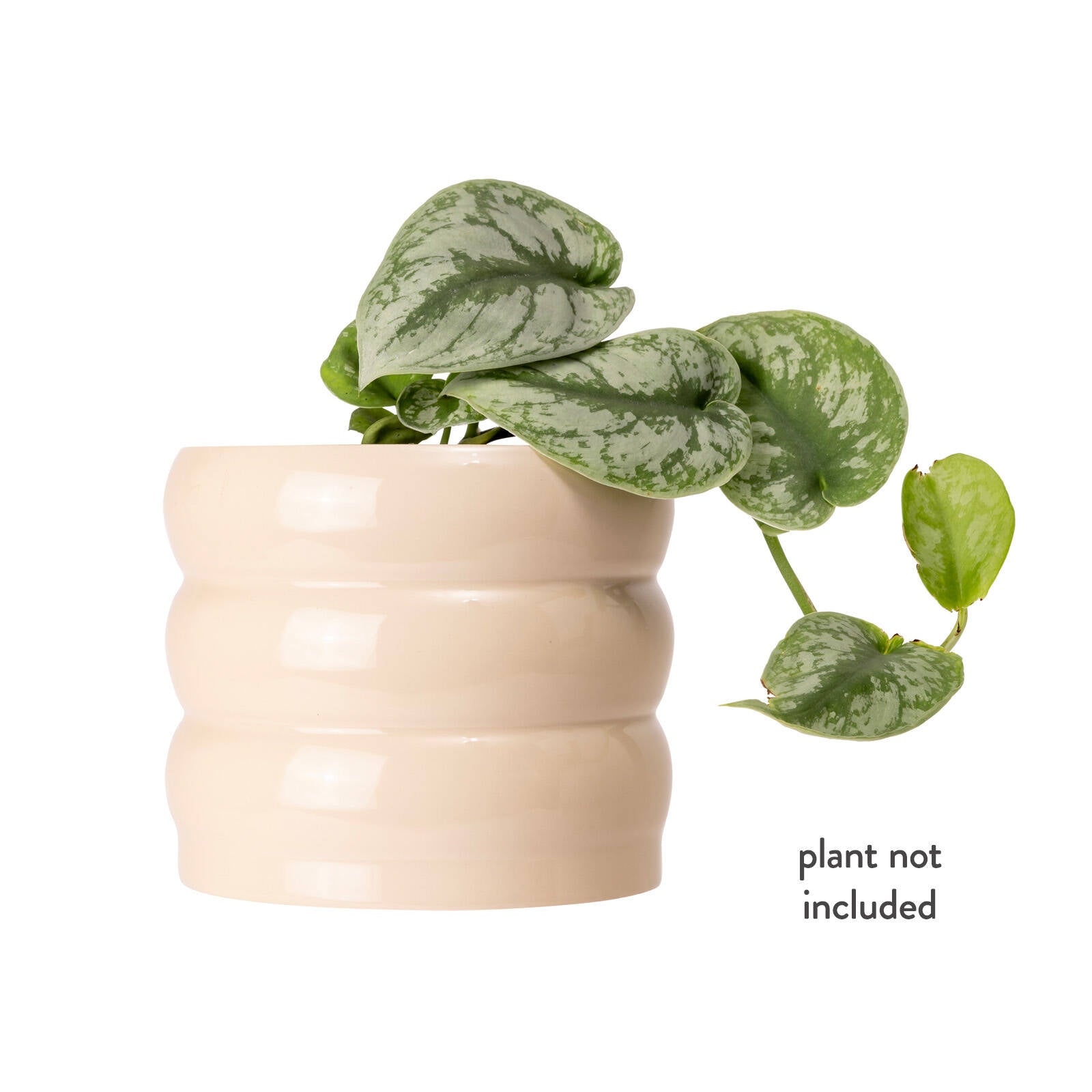Borralheira Smooth Bone Indoor Ceramic Pot 180 x 155mm