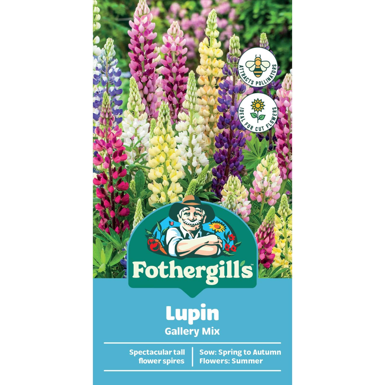 Mr Fothergill's Lupin Gallery Mix Seeds, Mixed Colour Spikes, 120cm Tall, Sun or Part Shade