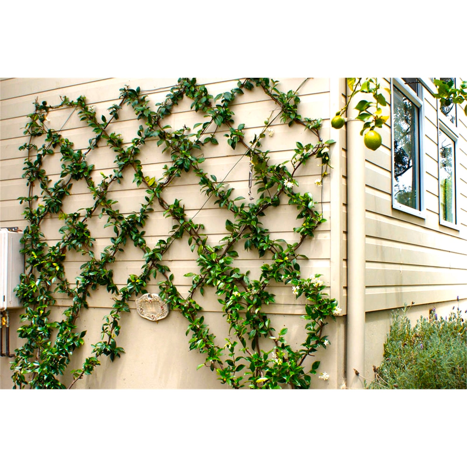 Jack Grip And Grow Trellis Kit Plant Trainer 5m