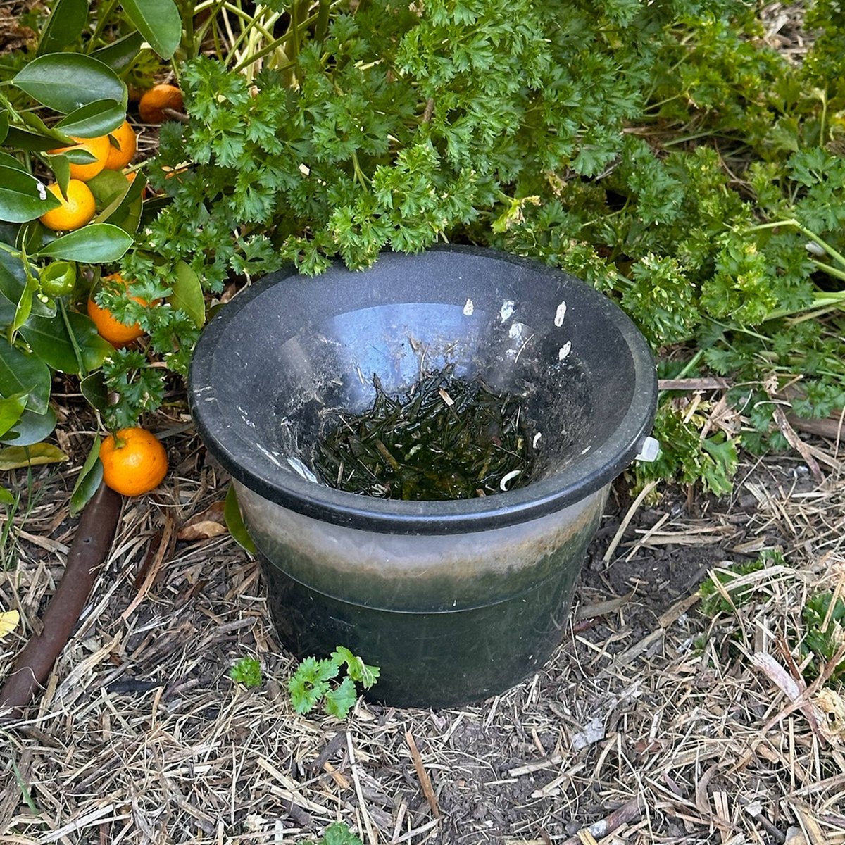 EnviroSafe Mosquito Larval Trap, Insecticide-Free Mosquito Breeding Trap