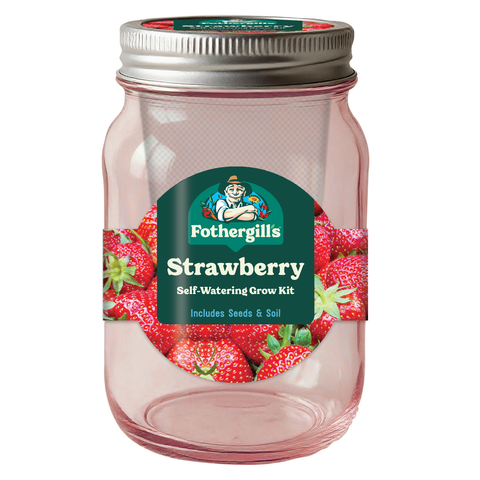 Mr Fothergill's Self Watering Mason Jar Strawberry Grow Kit - Pink Glass, Indoor Herb Kit