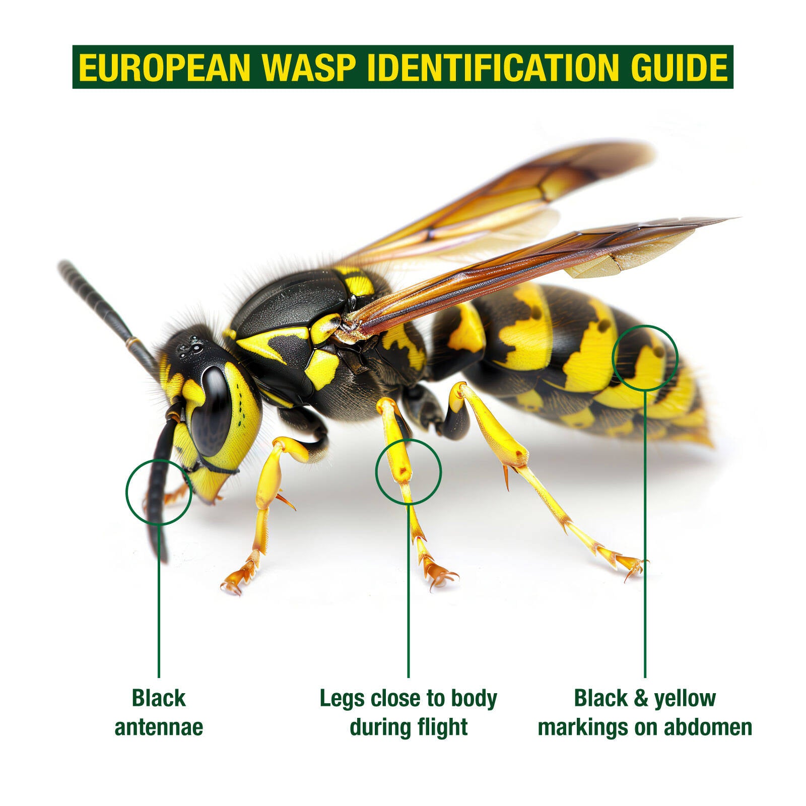 Envirosafe European Wasp Trap with Powder Bait