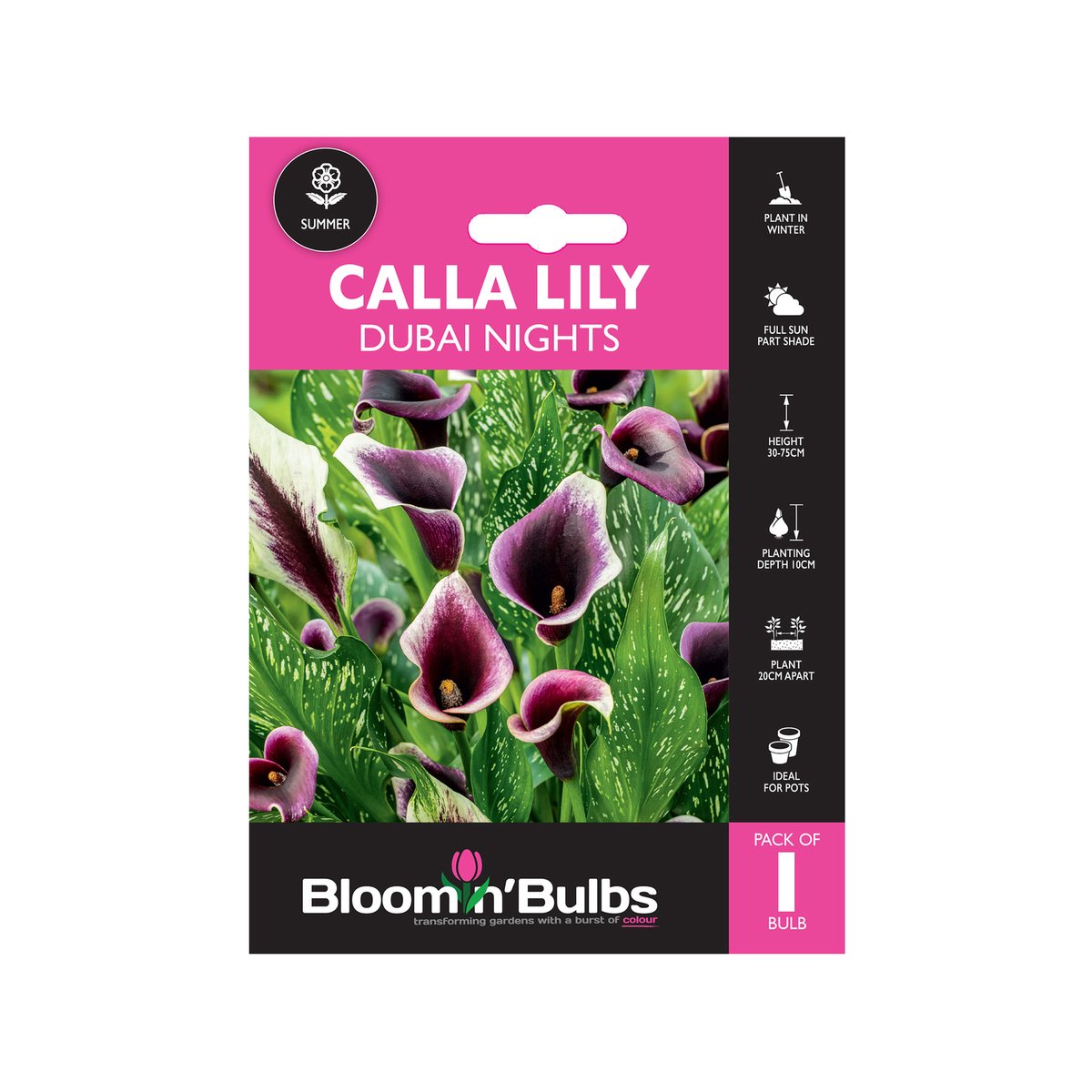 Bloomin Bulbs Calla Lily Dubai Nights 1 Pack - 193mm x 130mm x 60mm - Dark Purple - SuperSaverAU - view 1
