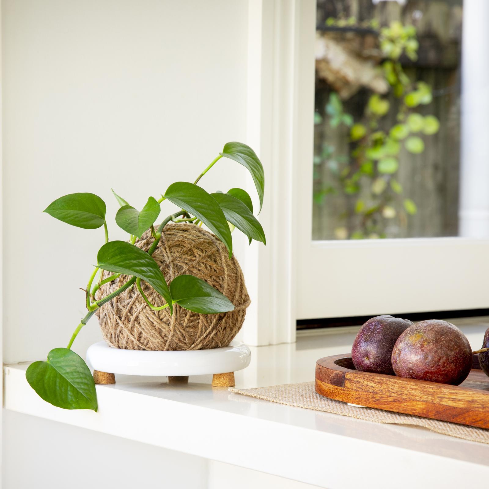 Kokedama Kit with Ceramic Stand and Twine