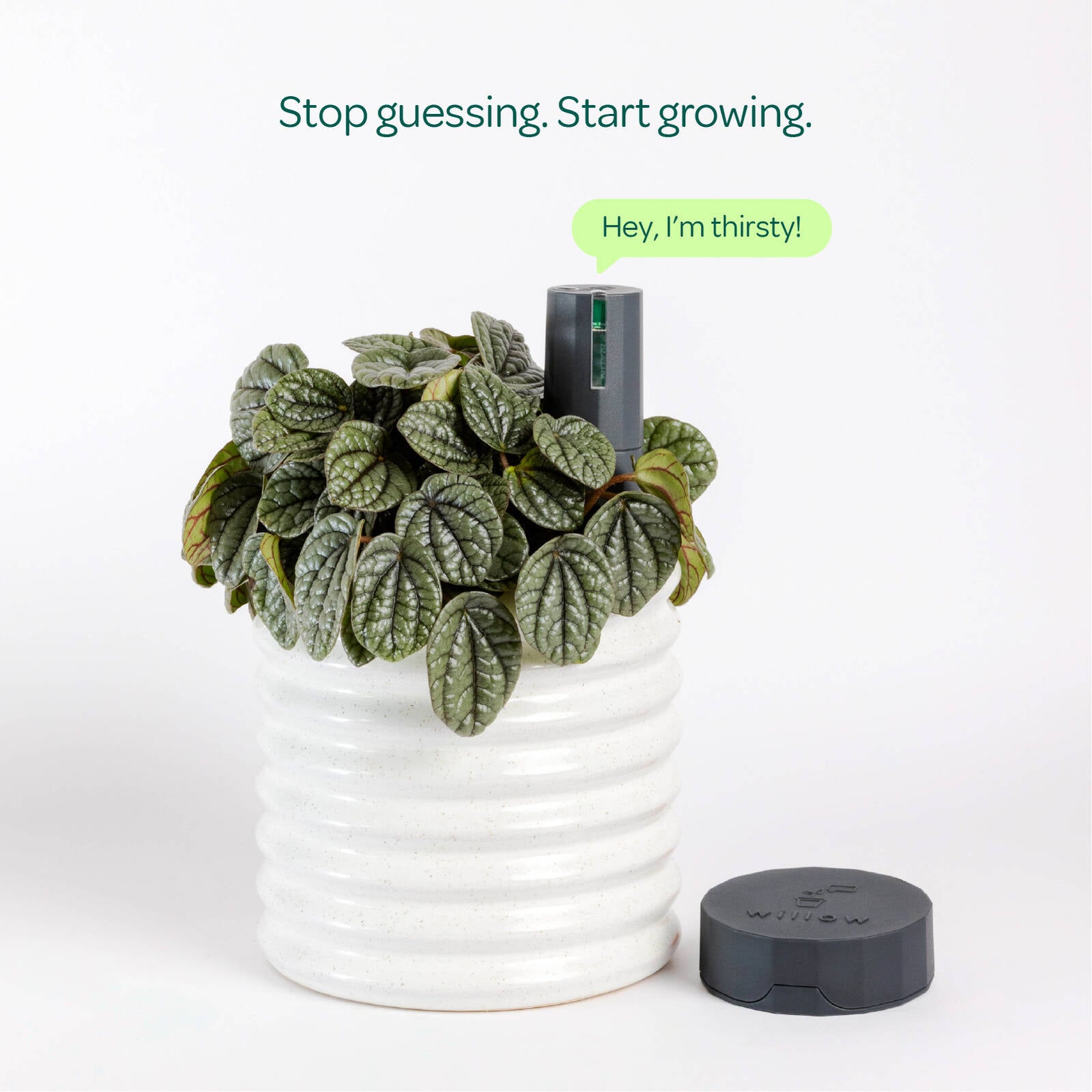 Plant with Willow Smart Indoor Plant Sensor Starter Pack Charcoal, 1 Sensor & Hub