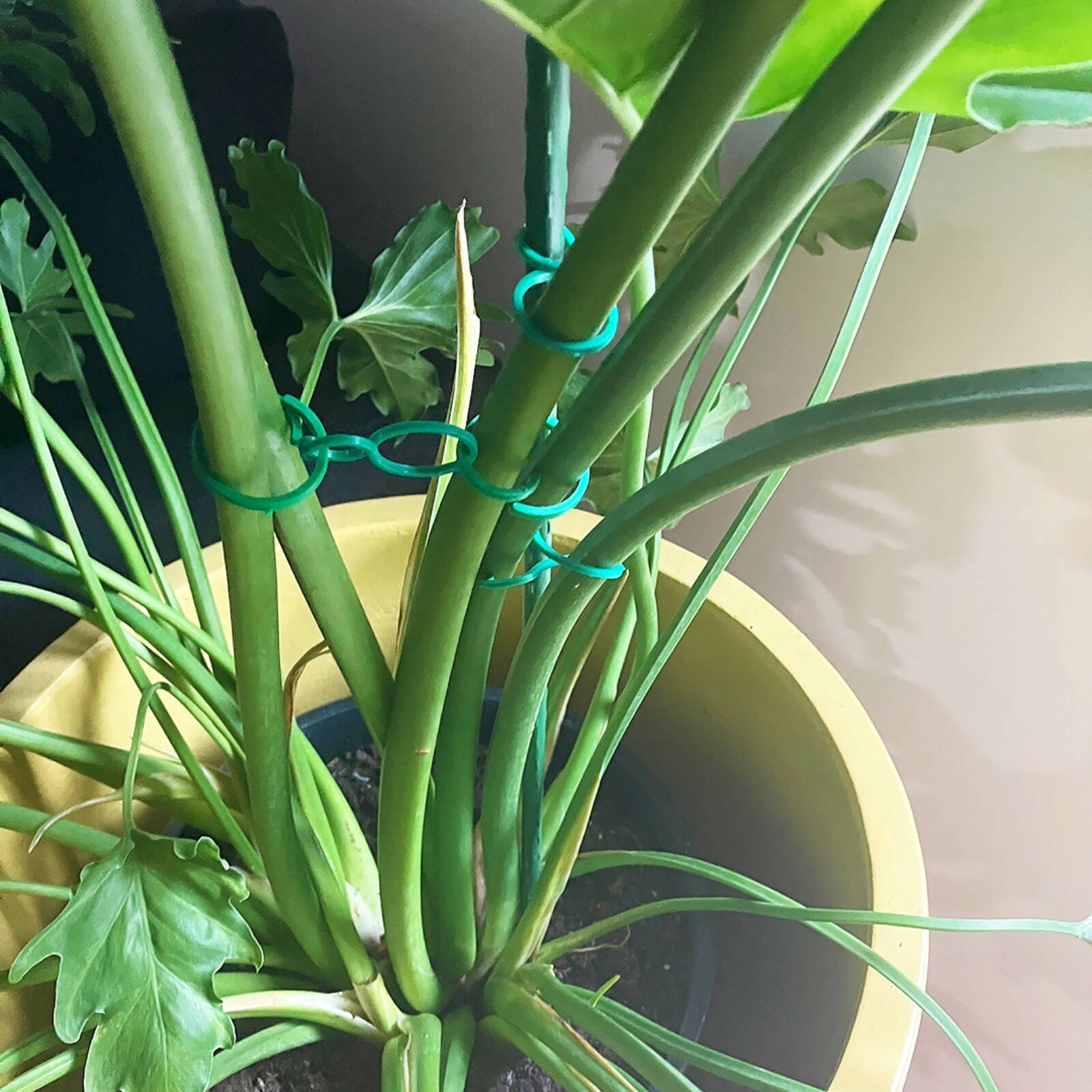 Jack Figure 8 Handy Easi Plant Ties Green - 30 Pack