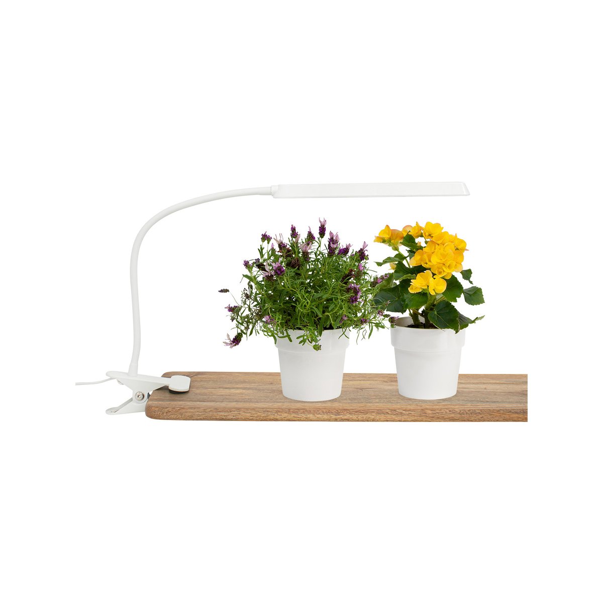 Home Grown Indoor Clip on Grow Light with Timer - 370mm - White - Adjustable Brightness - Compact Design - SuperSaverAU - view 2