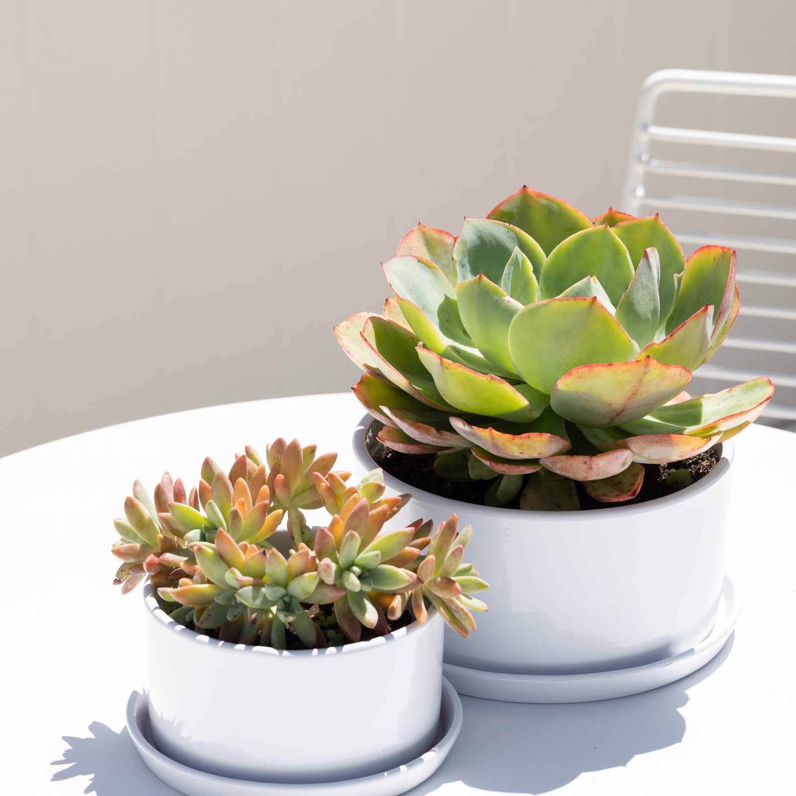 Northcote Pottery 20cm White Ceramic Ava Succulent Pot 3L with Saucer