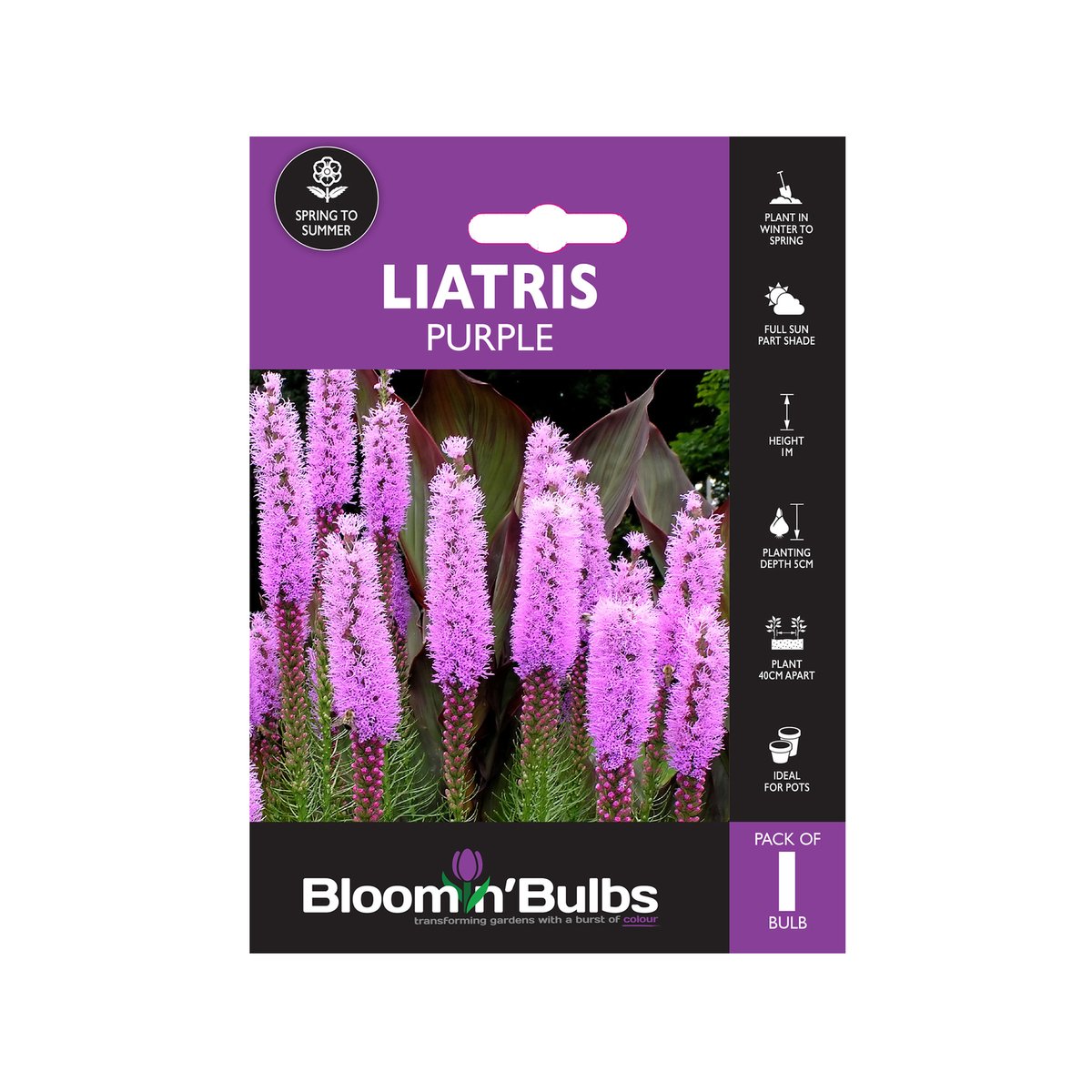 Bloomin Bulbs Summer Purple Liatris - 1 Pack - 193mm x 130mm x 60mm - Mauve-Purple - Upright Growth - Easy Maintenance - SuperSaverAU - view 1