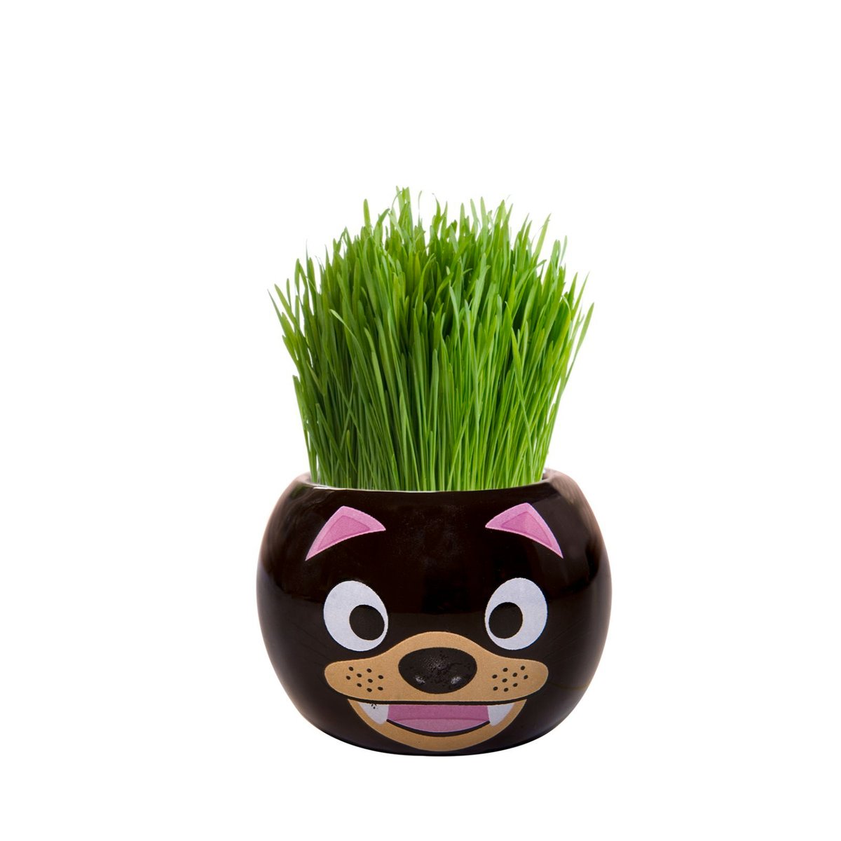 Mr Fothergill's Grass Hair Tasmanian Devil Grow Kit