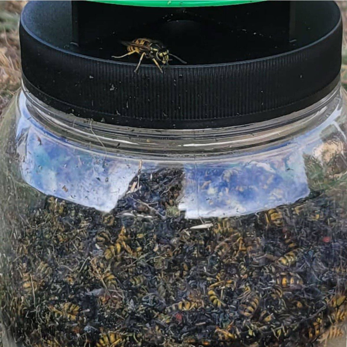 Envirosafe European Wasp Trap with Powder Bait