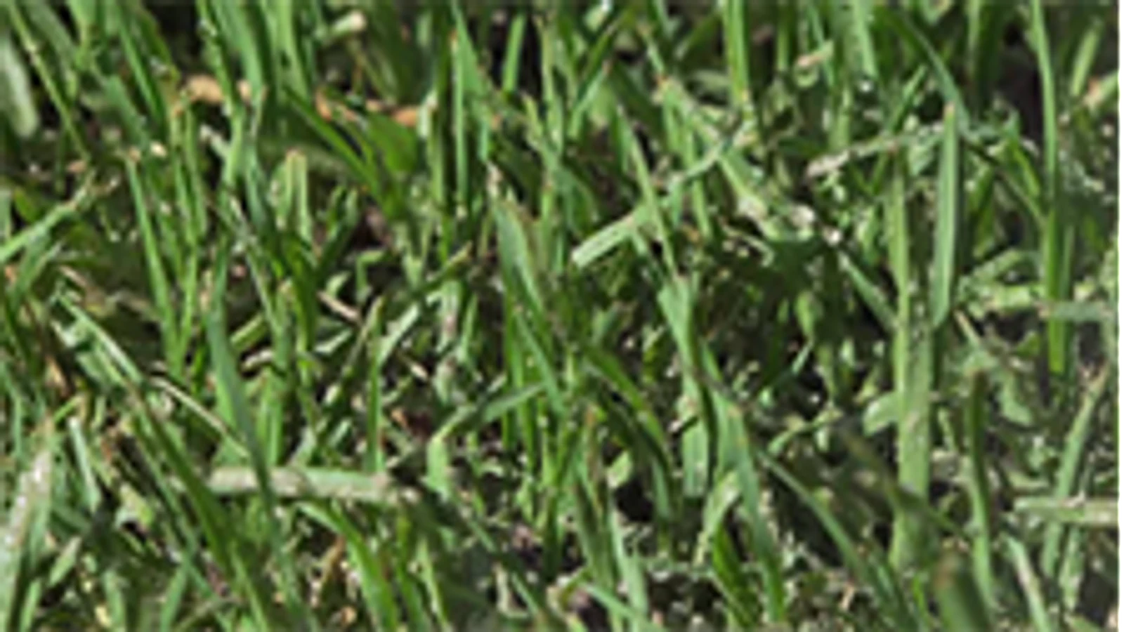 Yates 2.4L BuffaloPro Weed 'n' Feed Hose-On Weed Killer