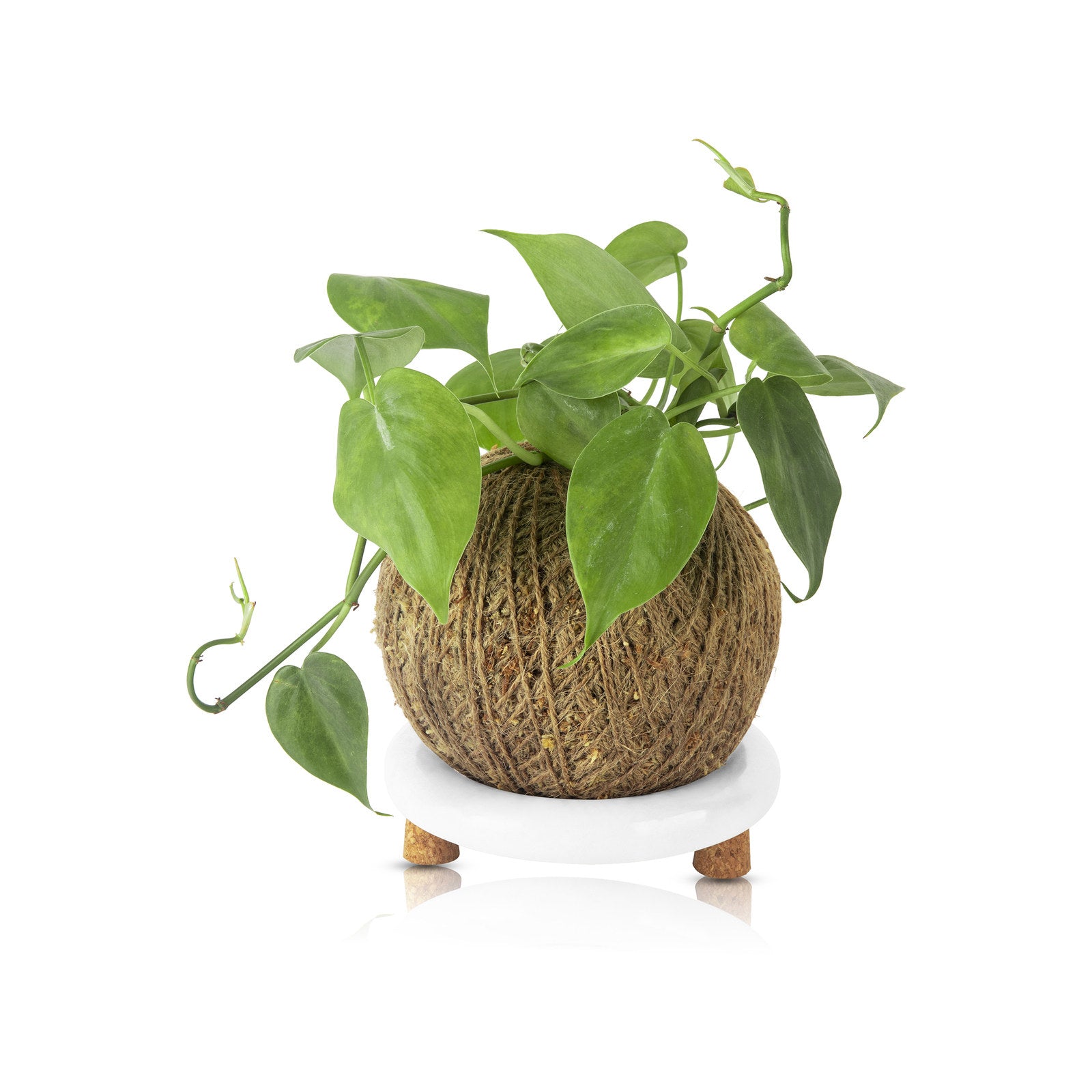 Kokedama Kit with Ceramic Stand and Twine