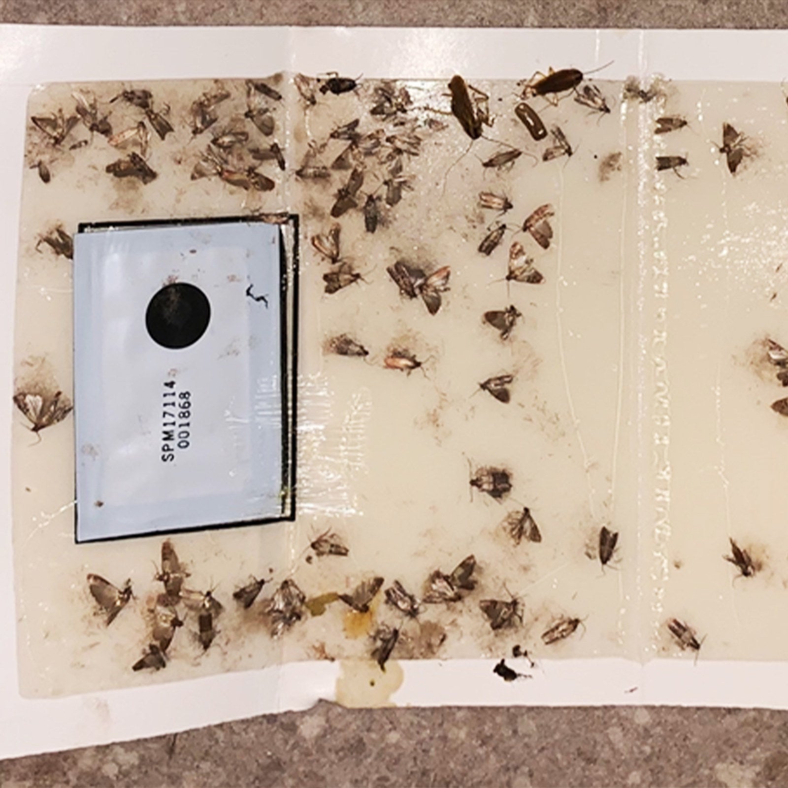 EnviroSafe Domestic Pantry Moth Trap 2 Pack