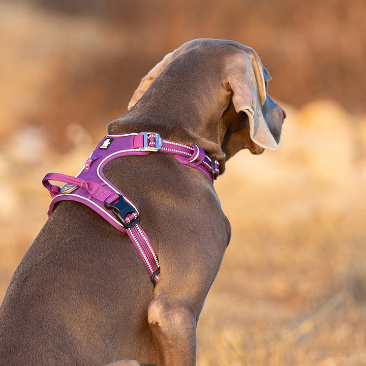 Premium Purple Adventurer 3M Reflective No Pull Dog Harness Size M