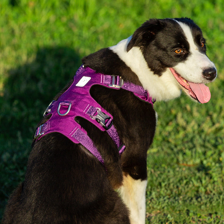Whinhyepet Escape Proof Dog Harness Purple XL