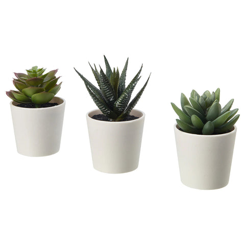 3 Pack of Artificial Succulent Plants in 6cm White Pots - No Watering Needed - SuperSaverAU - view 1